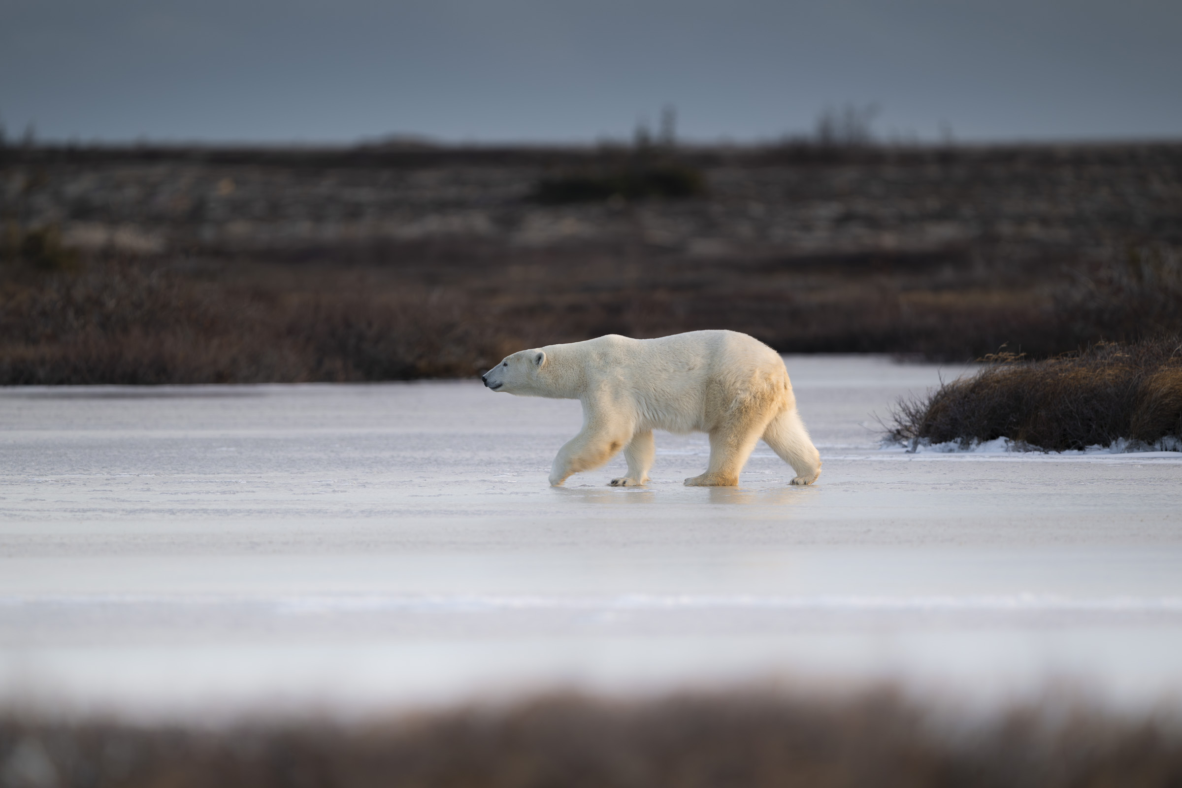 churchill-polarbear-07-@2x