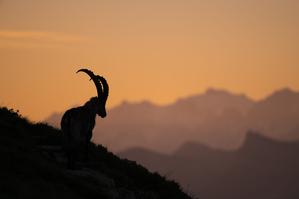Switzerland, mountains, ibex, sunset, wildlife