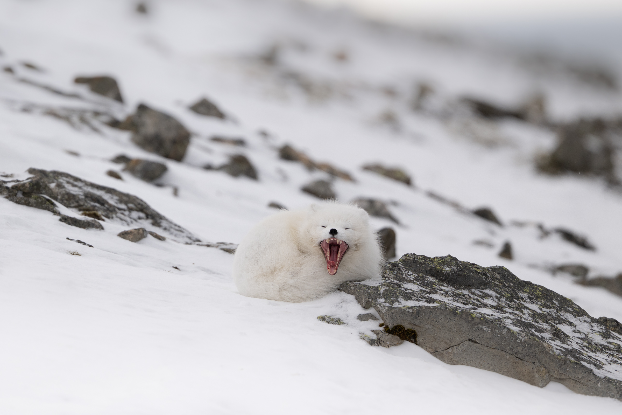 arctic-fox_01-1