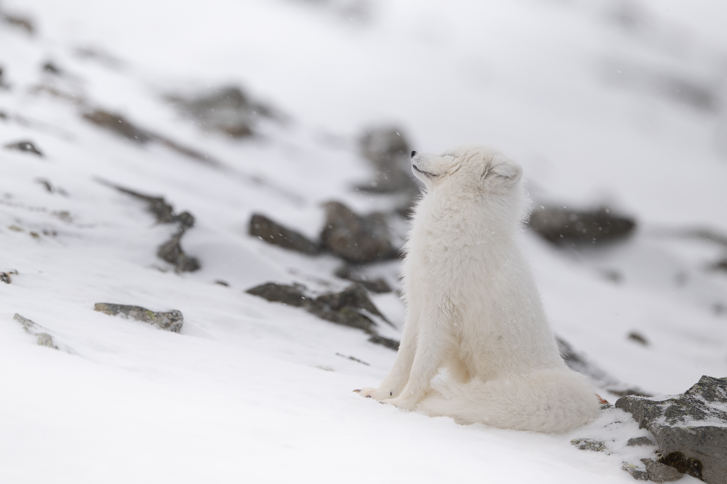 arctic-fox_02-1