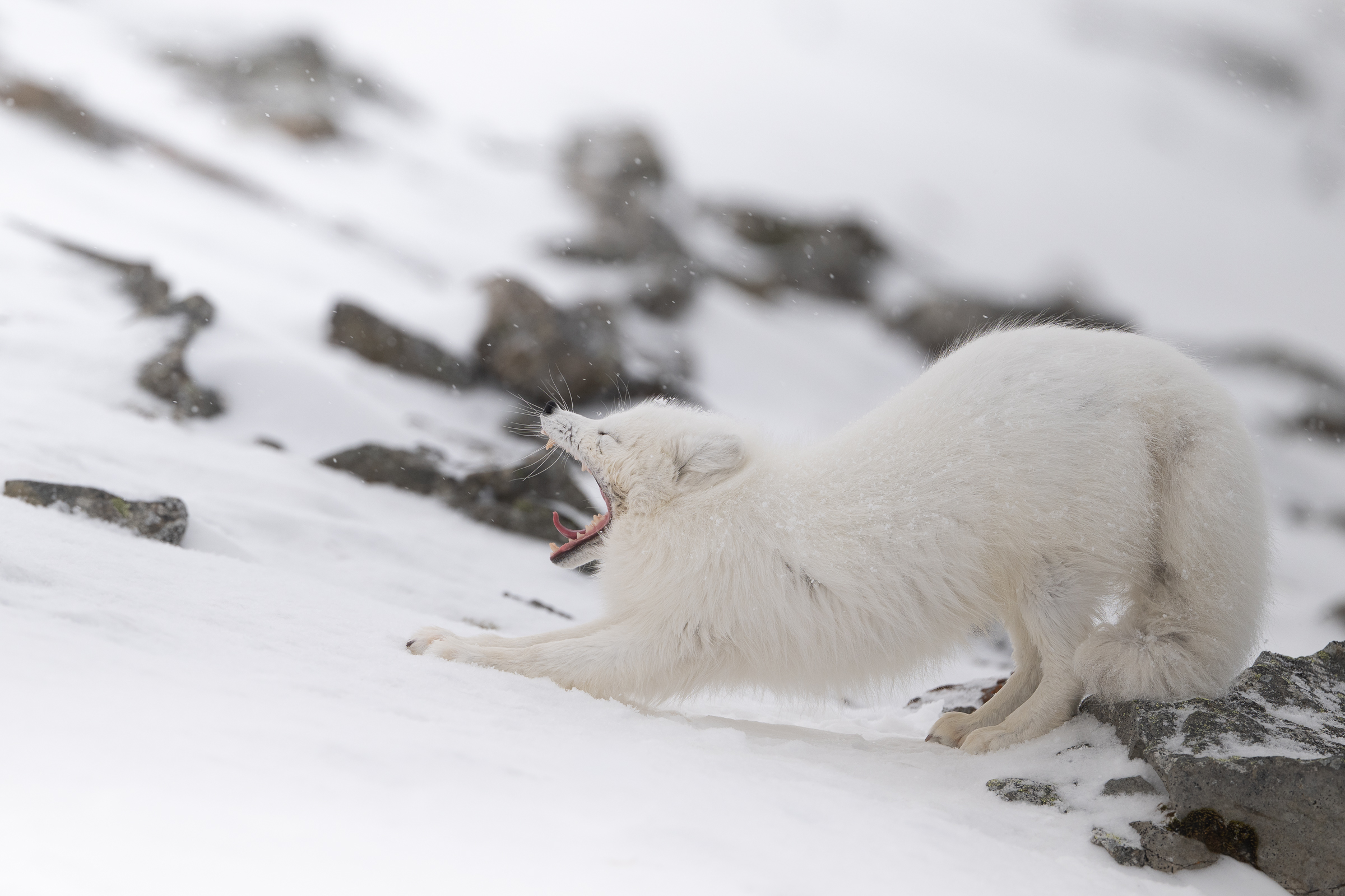 arctic-fox_03-1