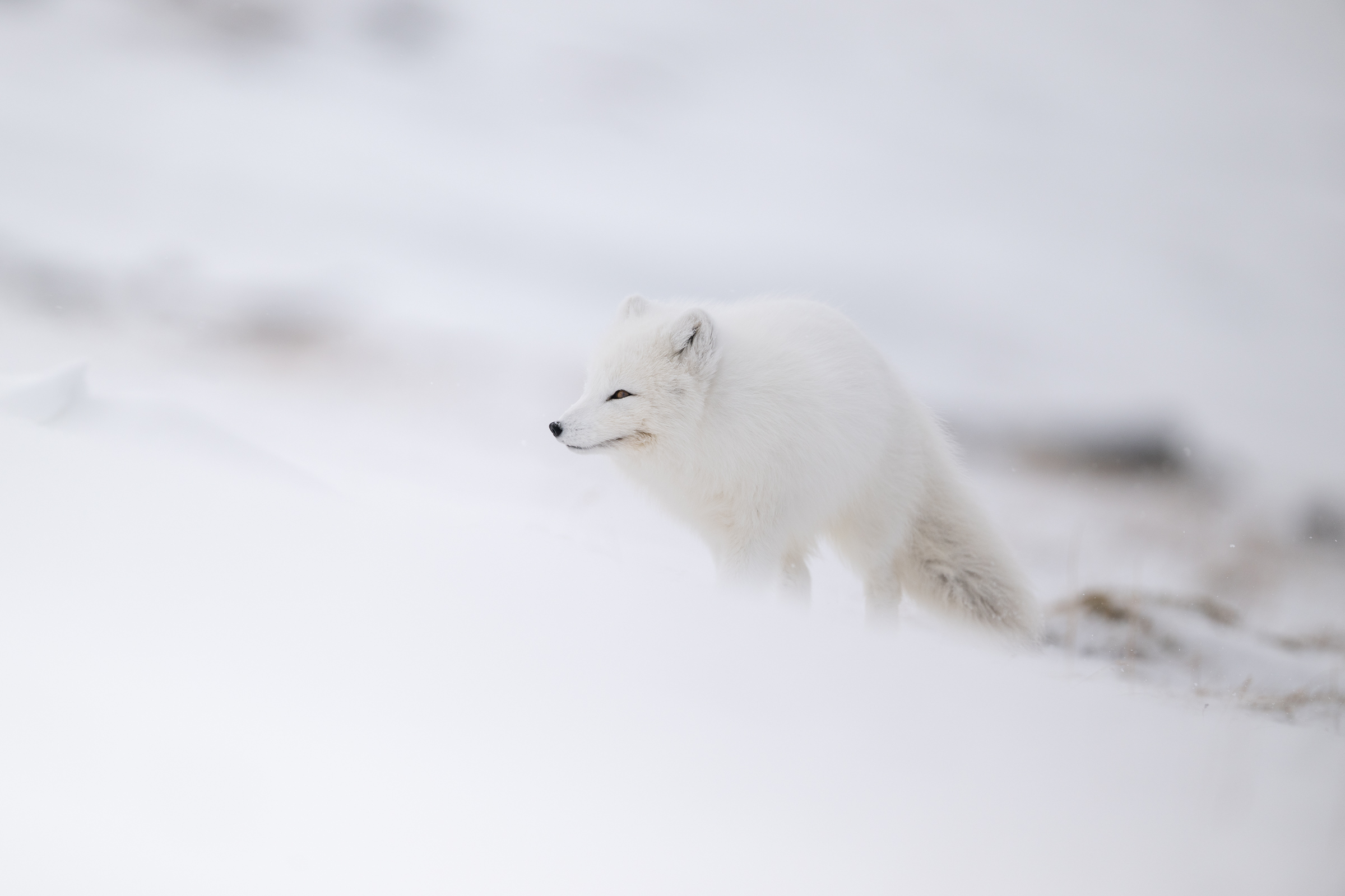 arctic-fox_04-1