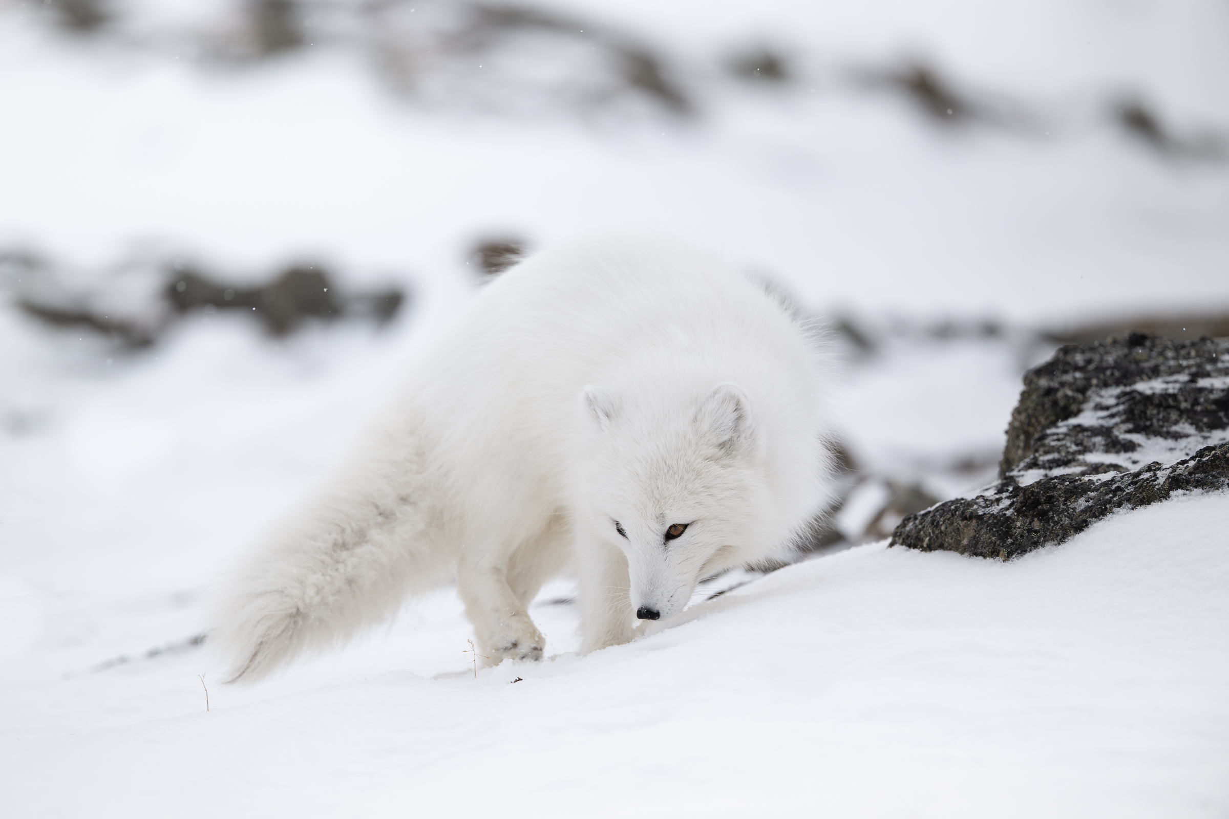 arctic-fox_05-1