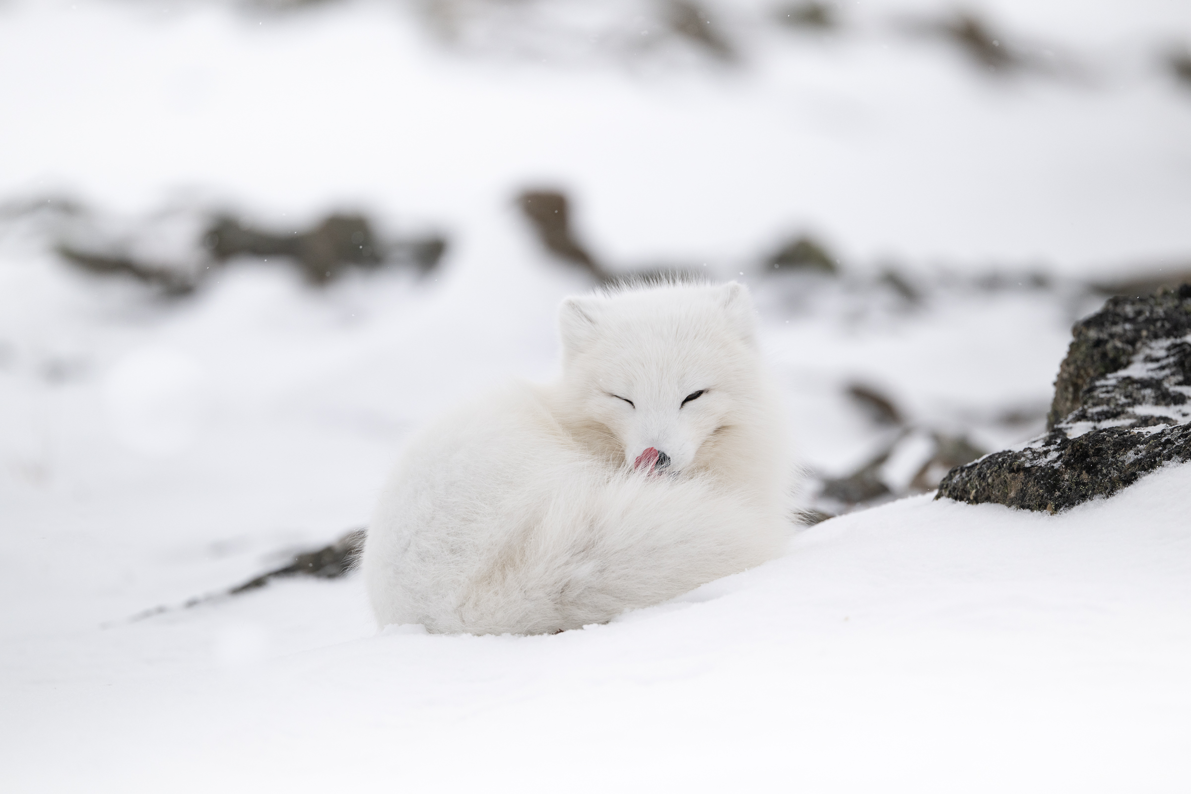 arctic-fox_06-1