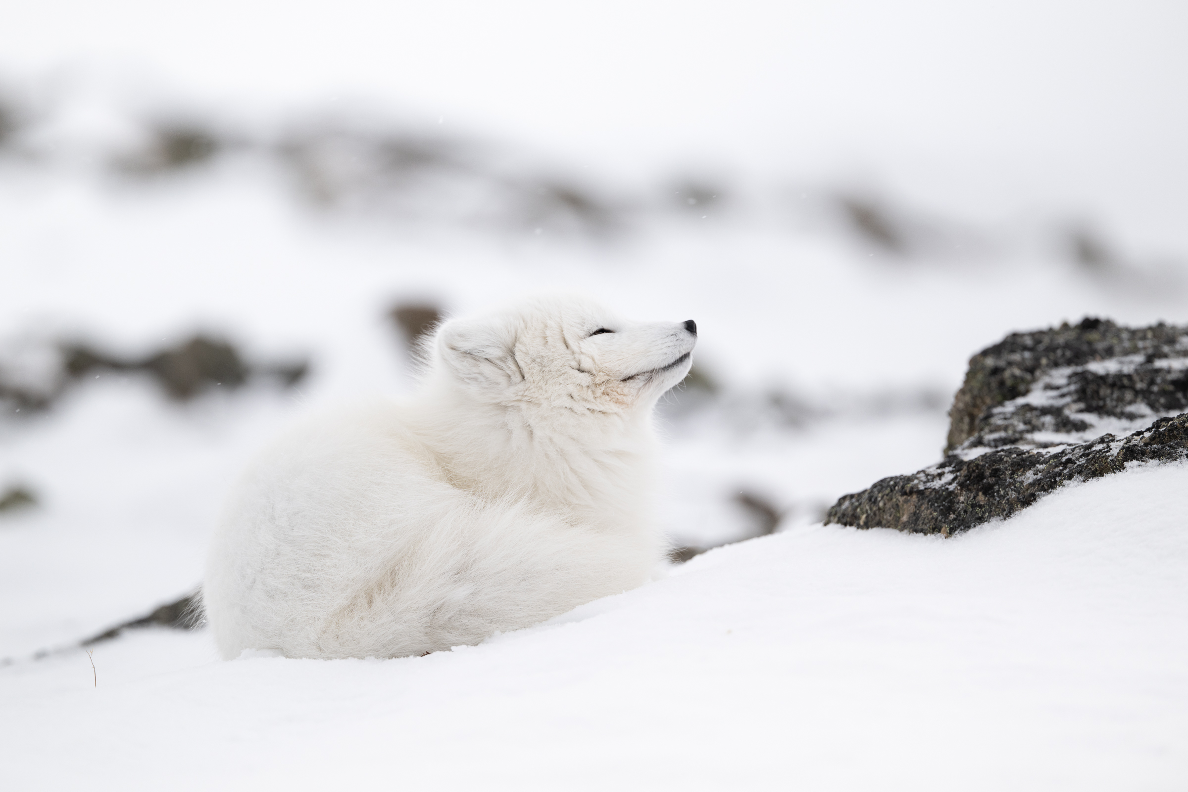 arctic-fox_07-1