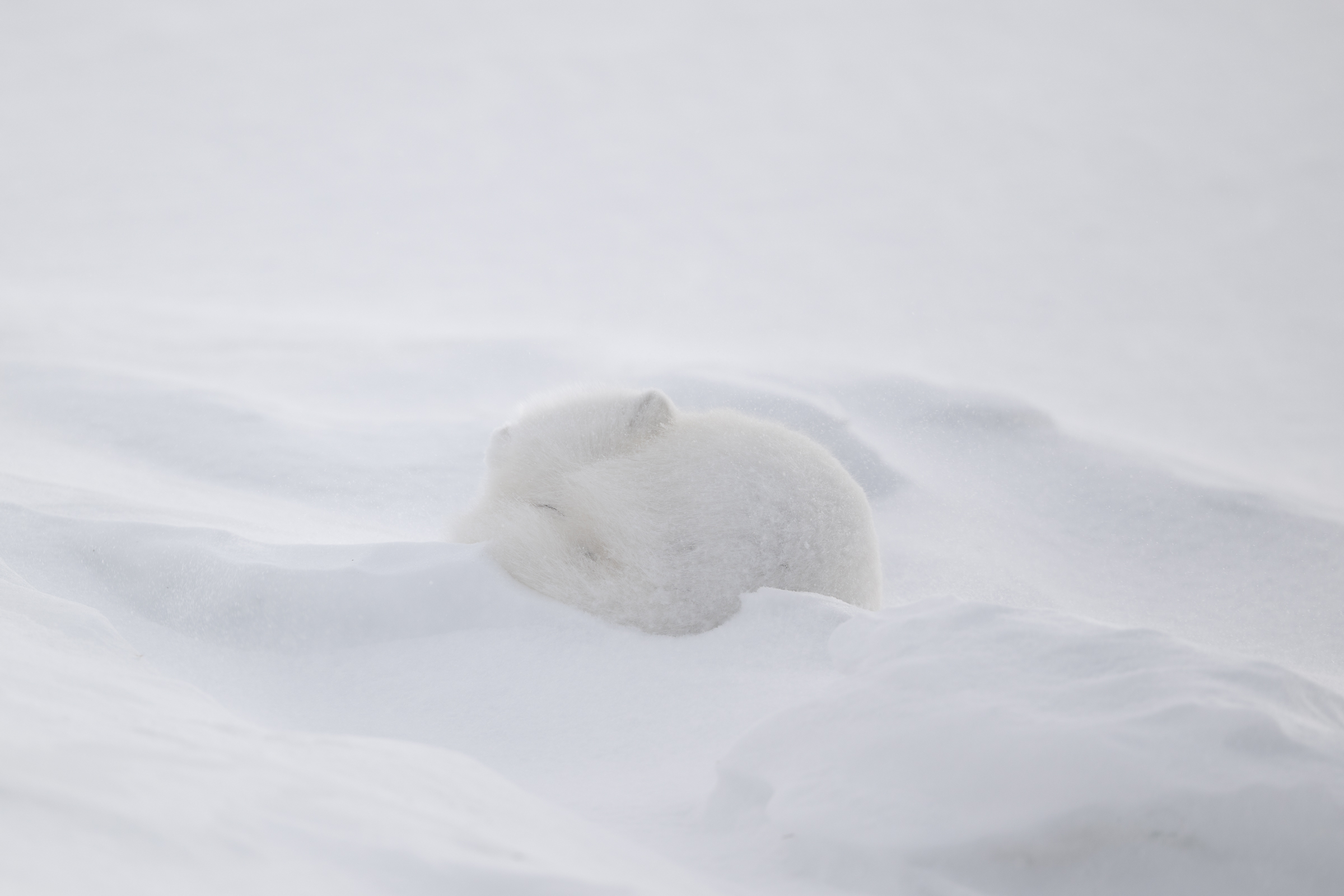 arctic-fox_08-1