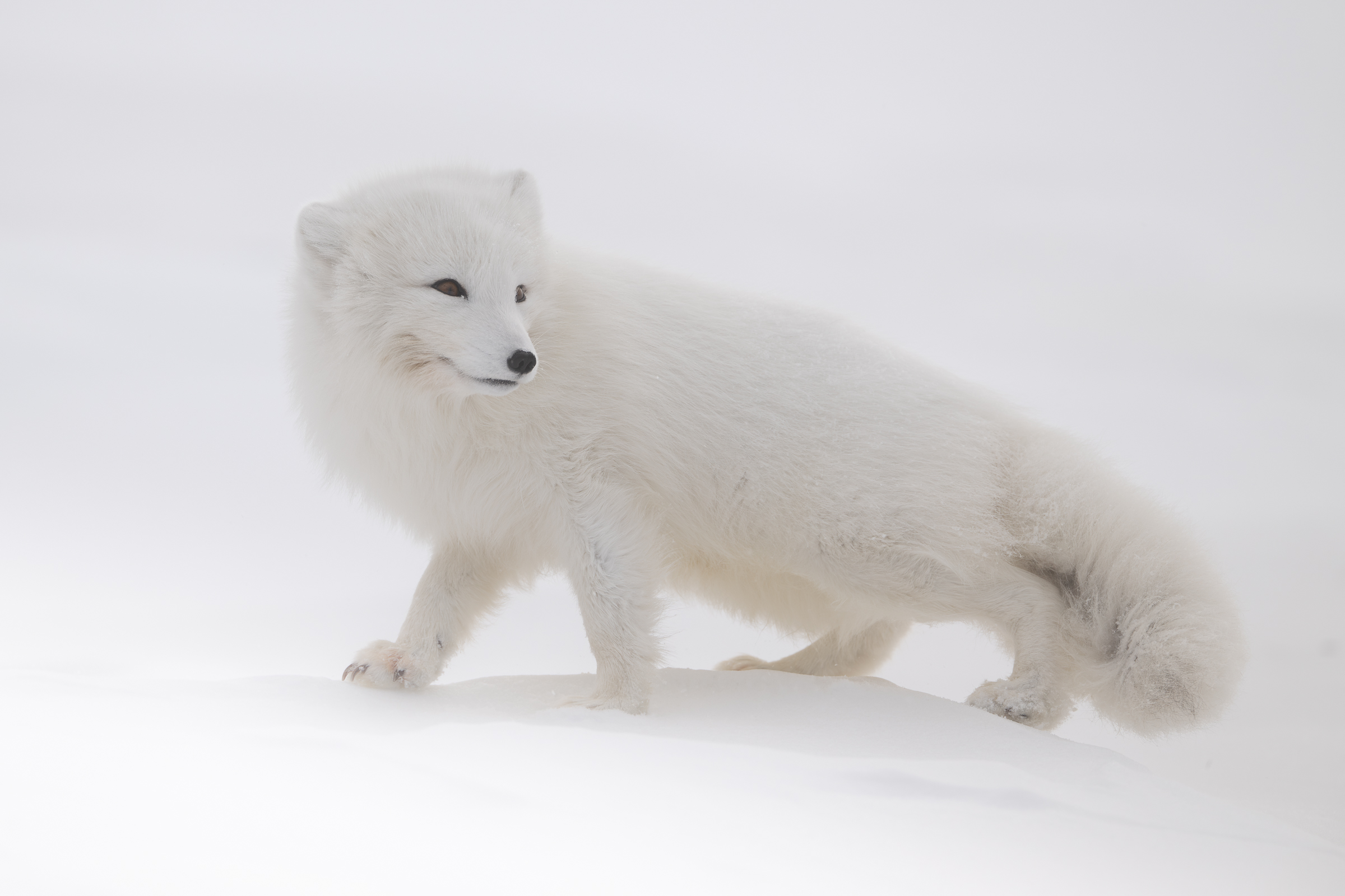 arctic-fox_09-1