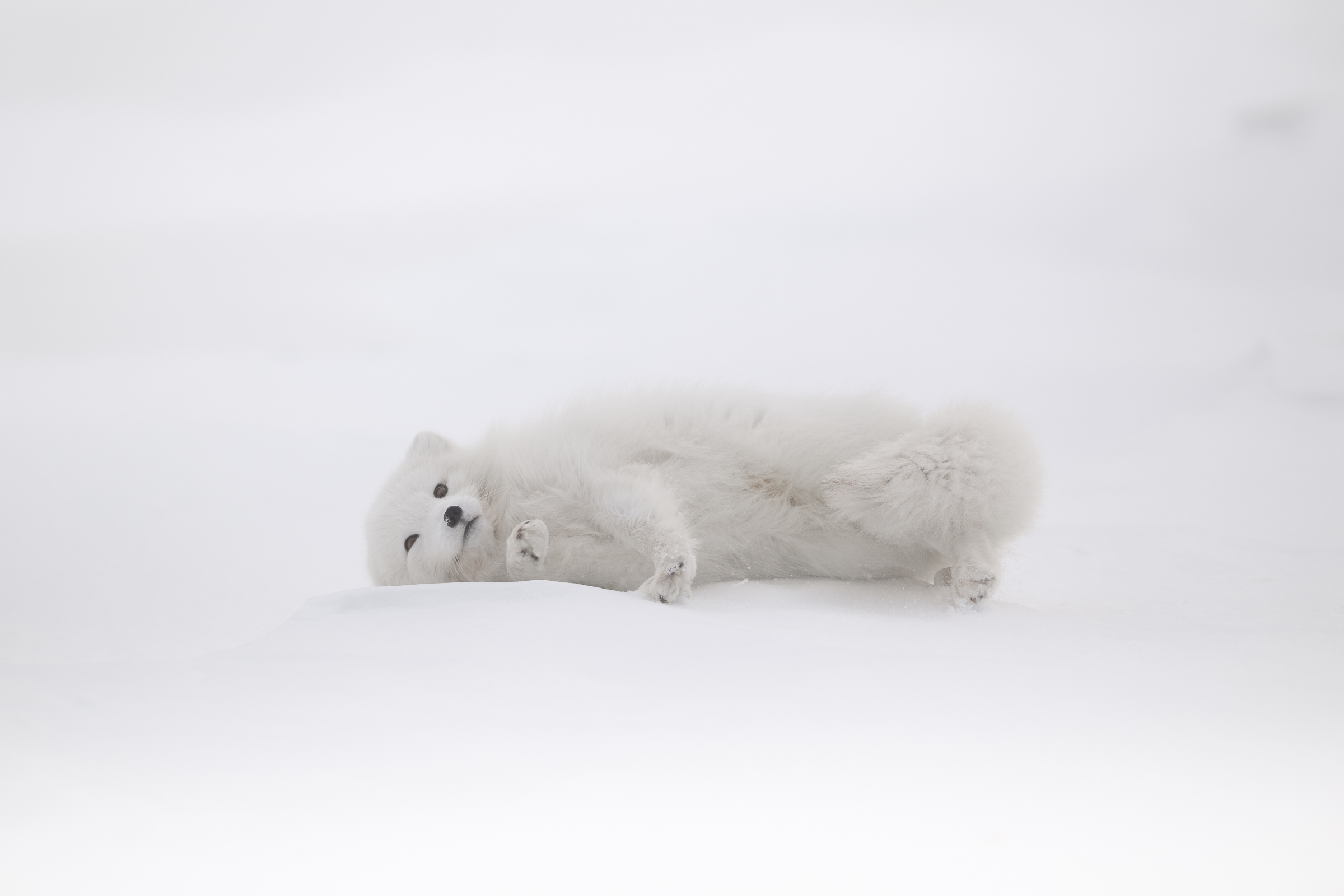 arctic-fox_10-1