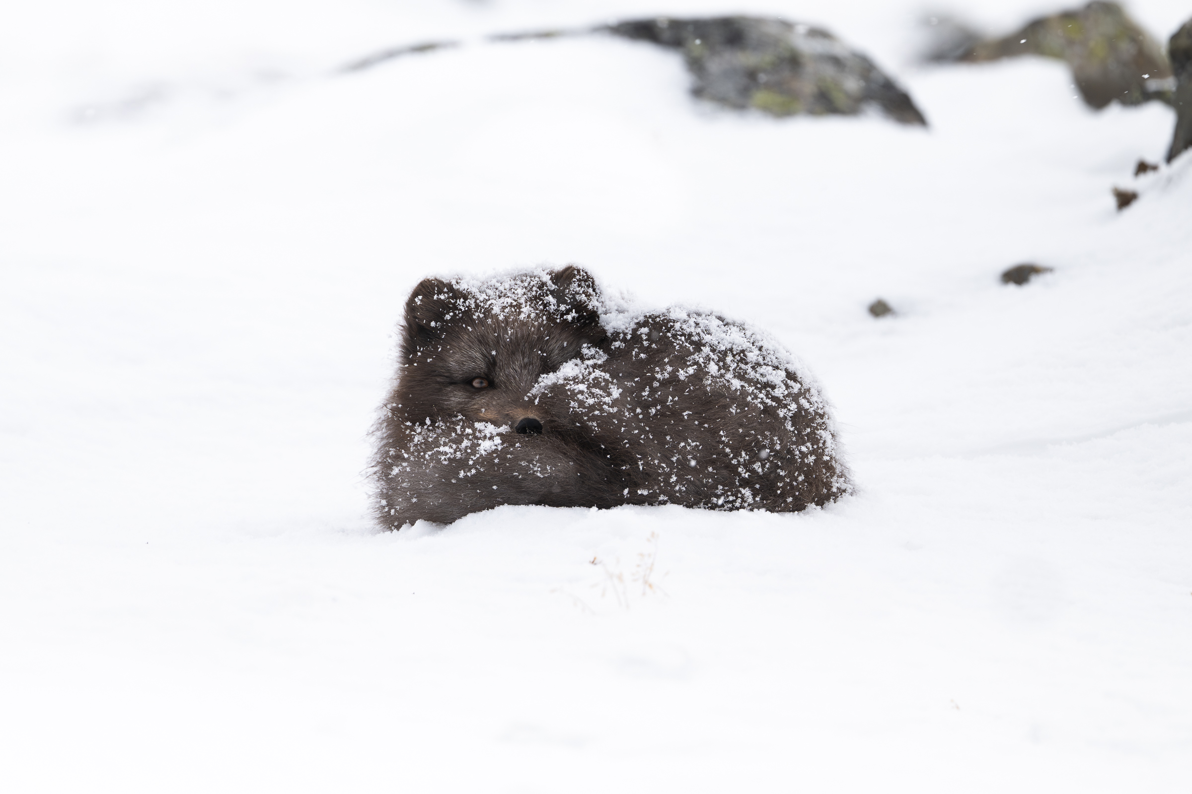 arctic-fox_11-1