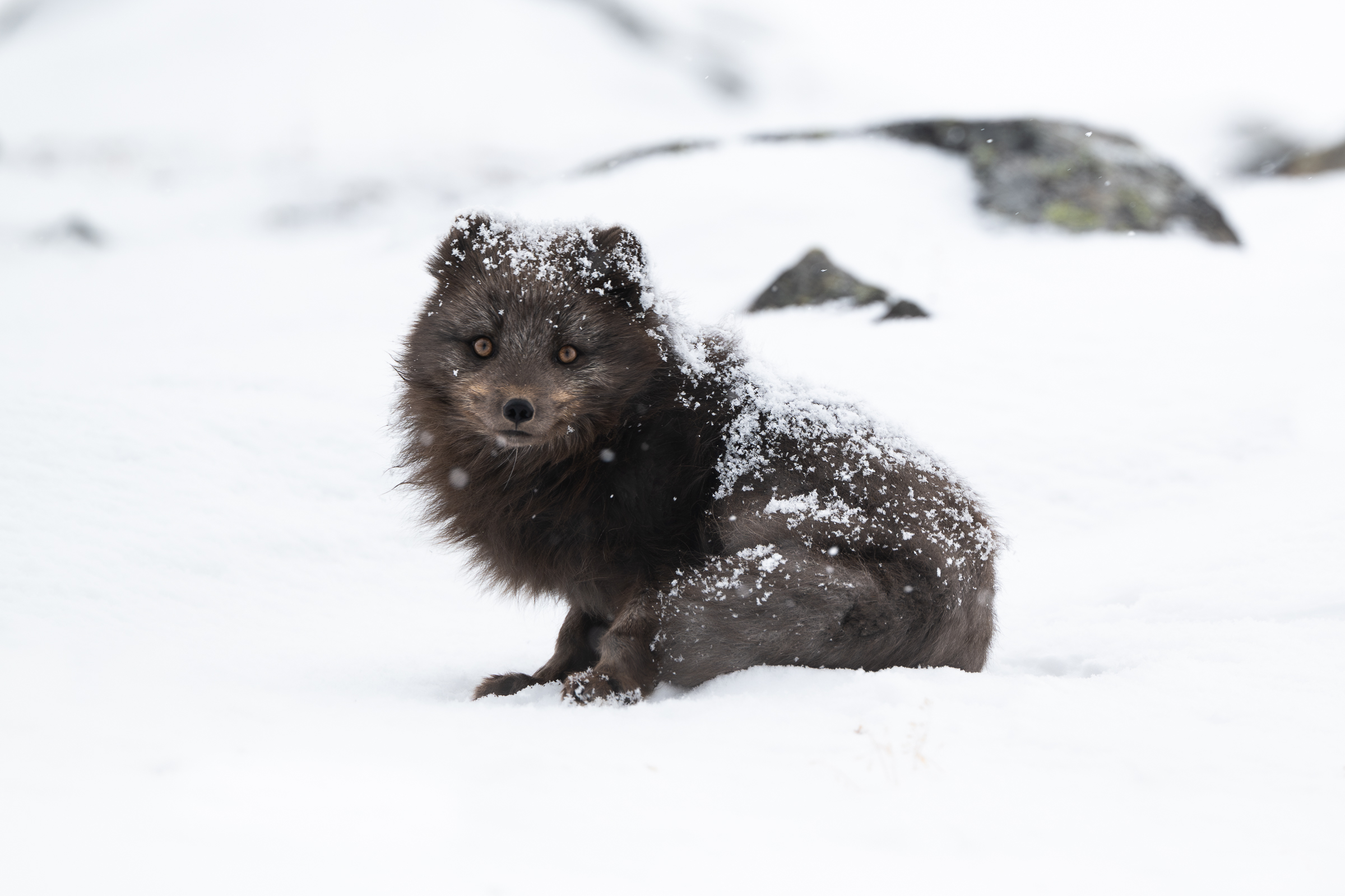 arctic-fox_13-1