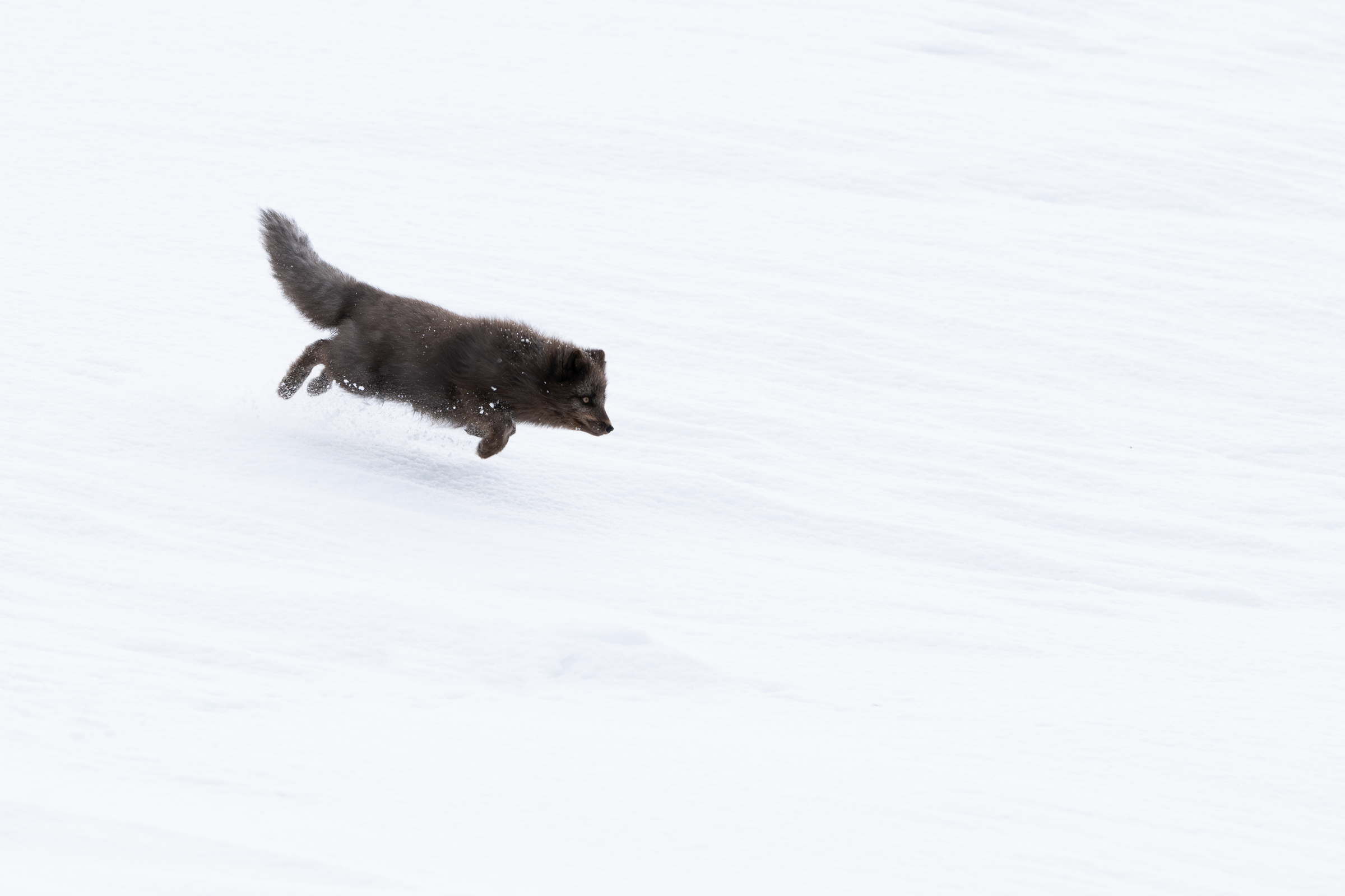 arctic-fox_14-1