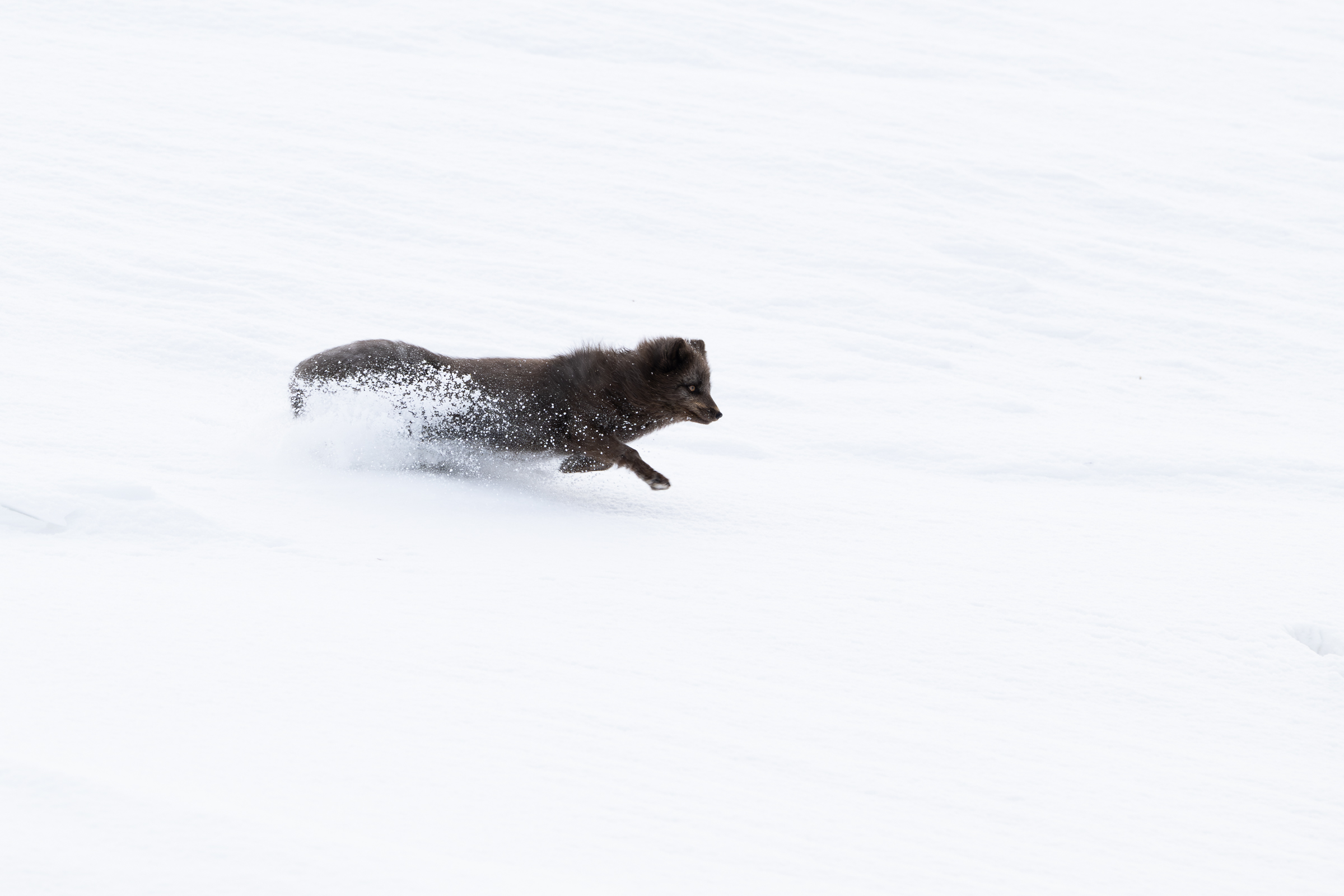 arctic-fox_17-1