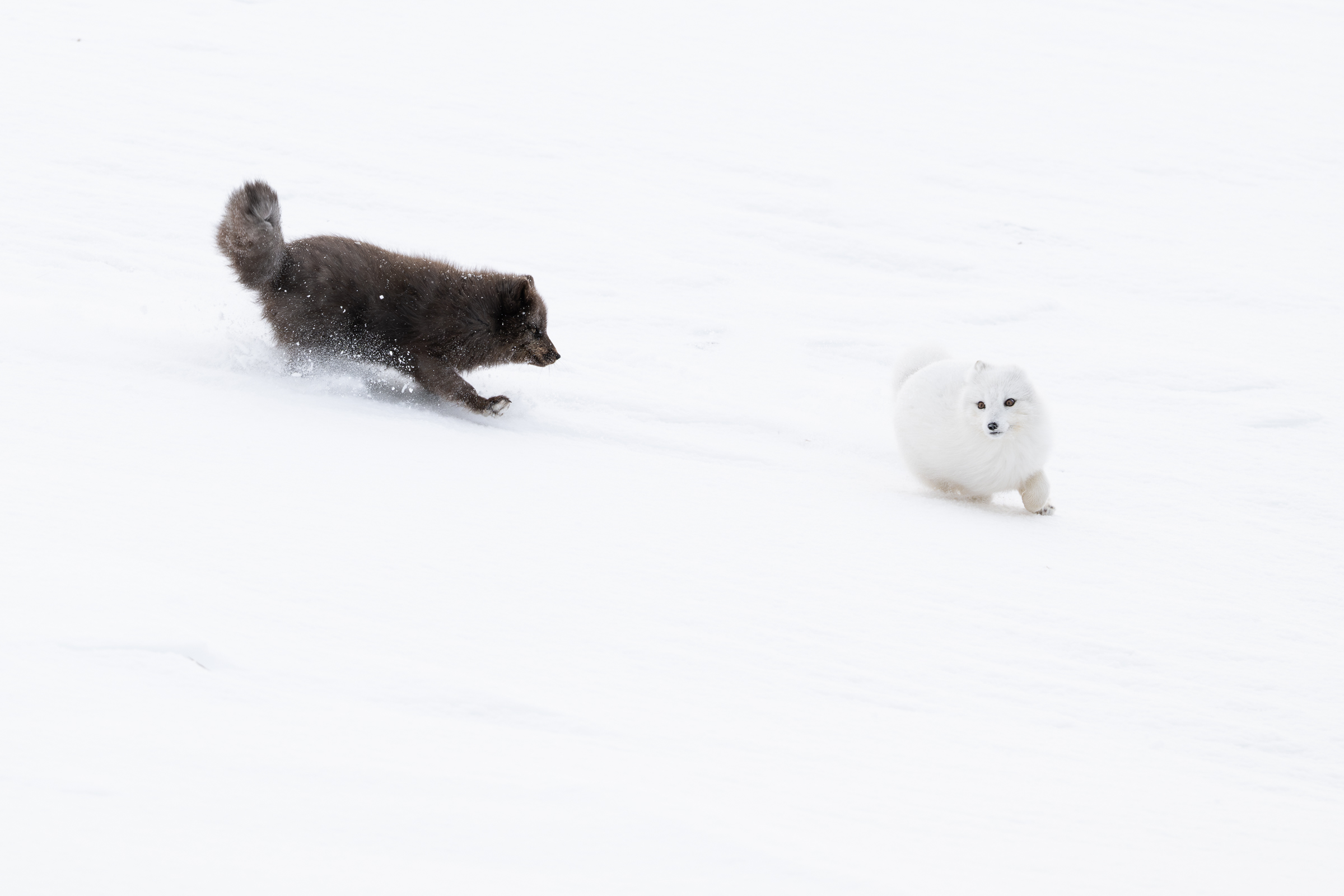 arctic-fox_18-1
