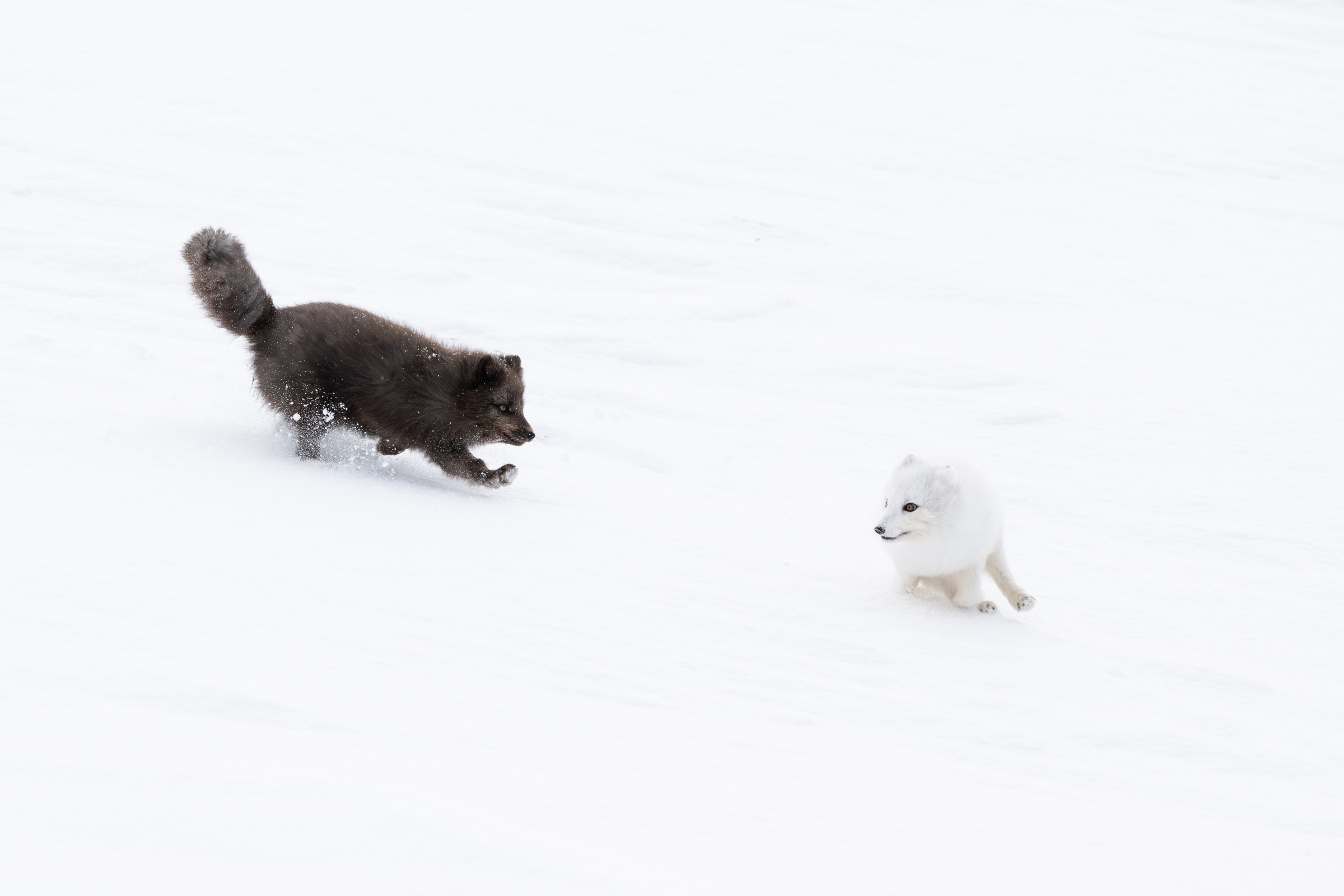 arctic-fox_19-1