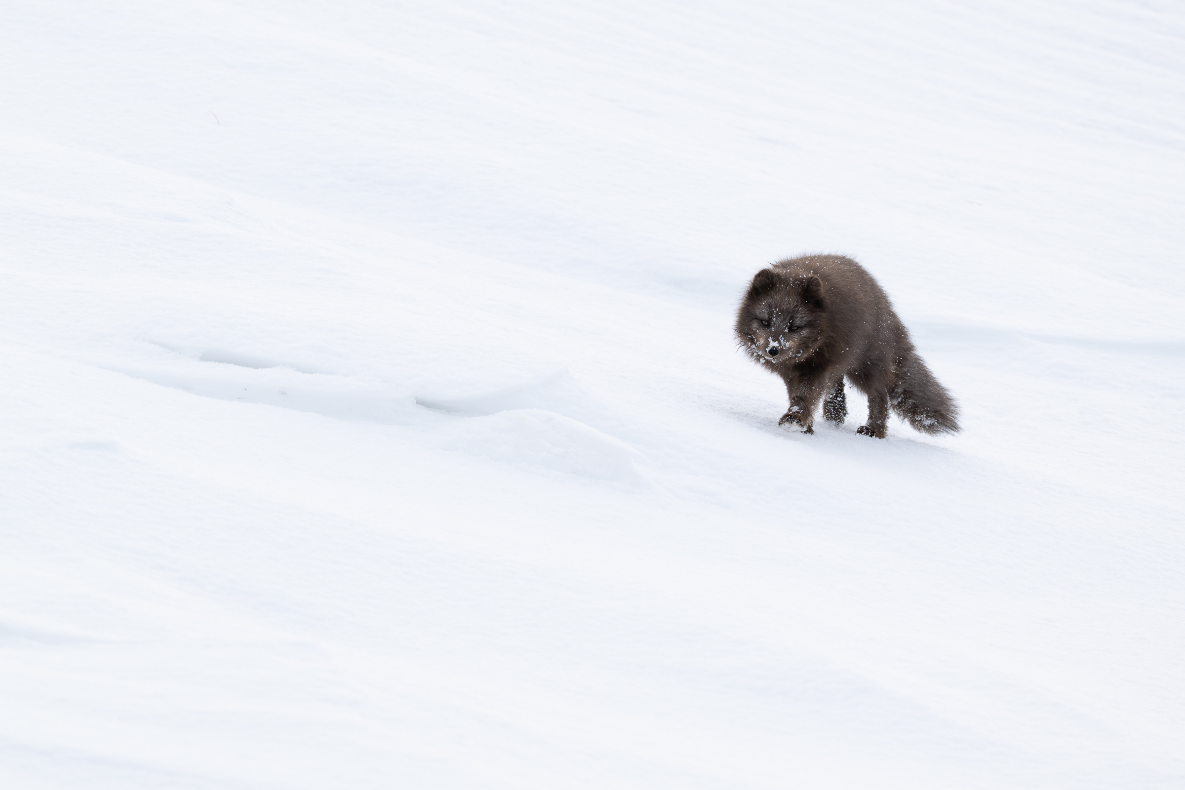 arctic-fox_20-1