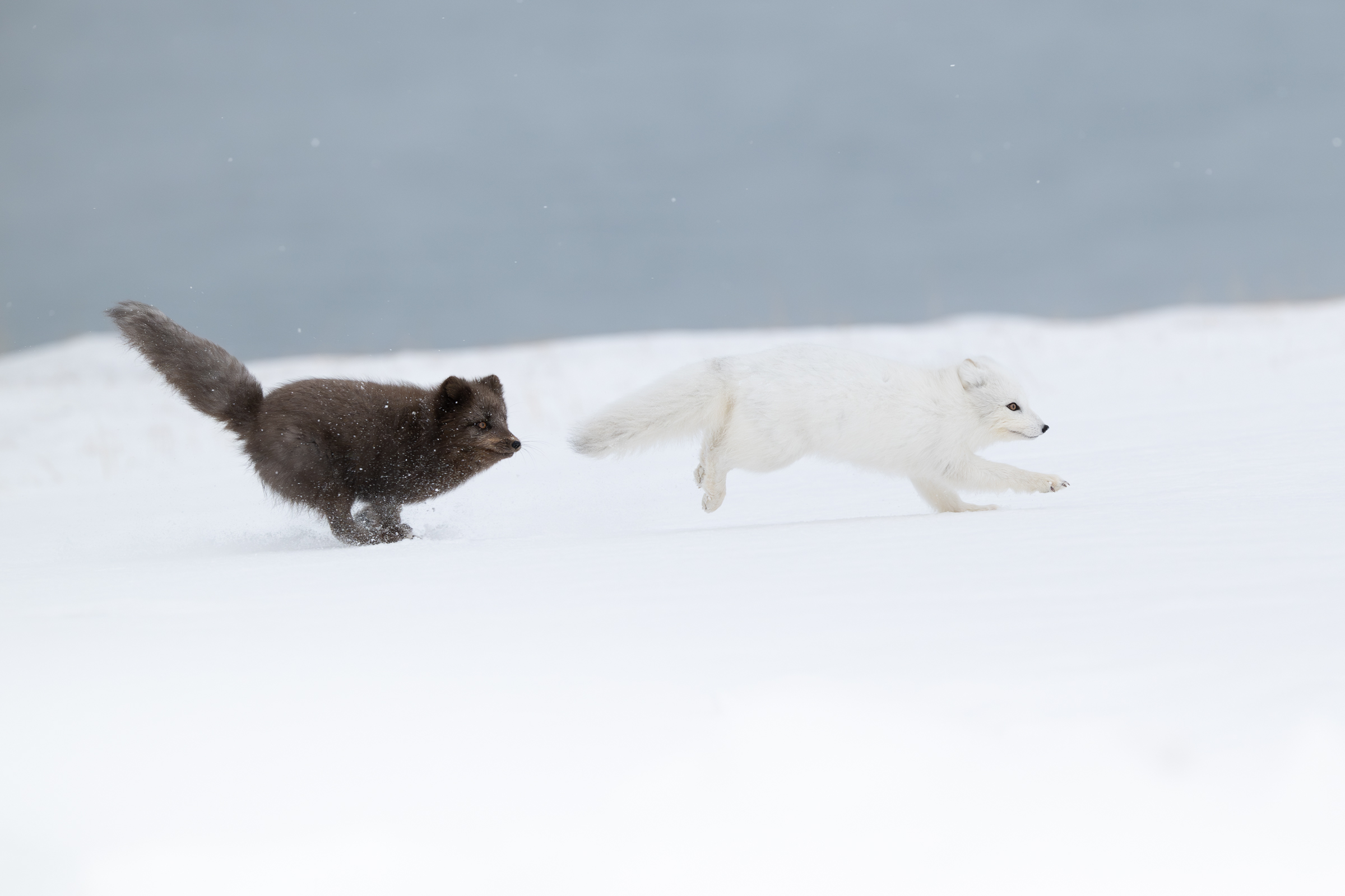 arctic-fox_21-1