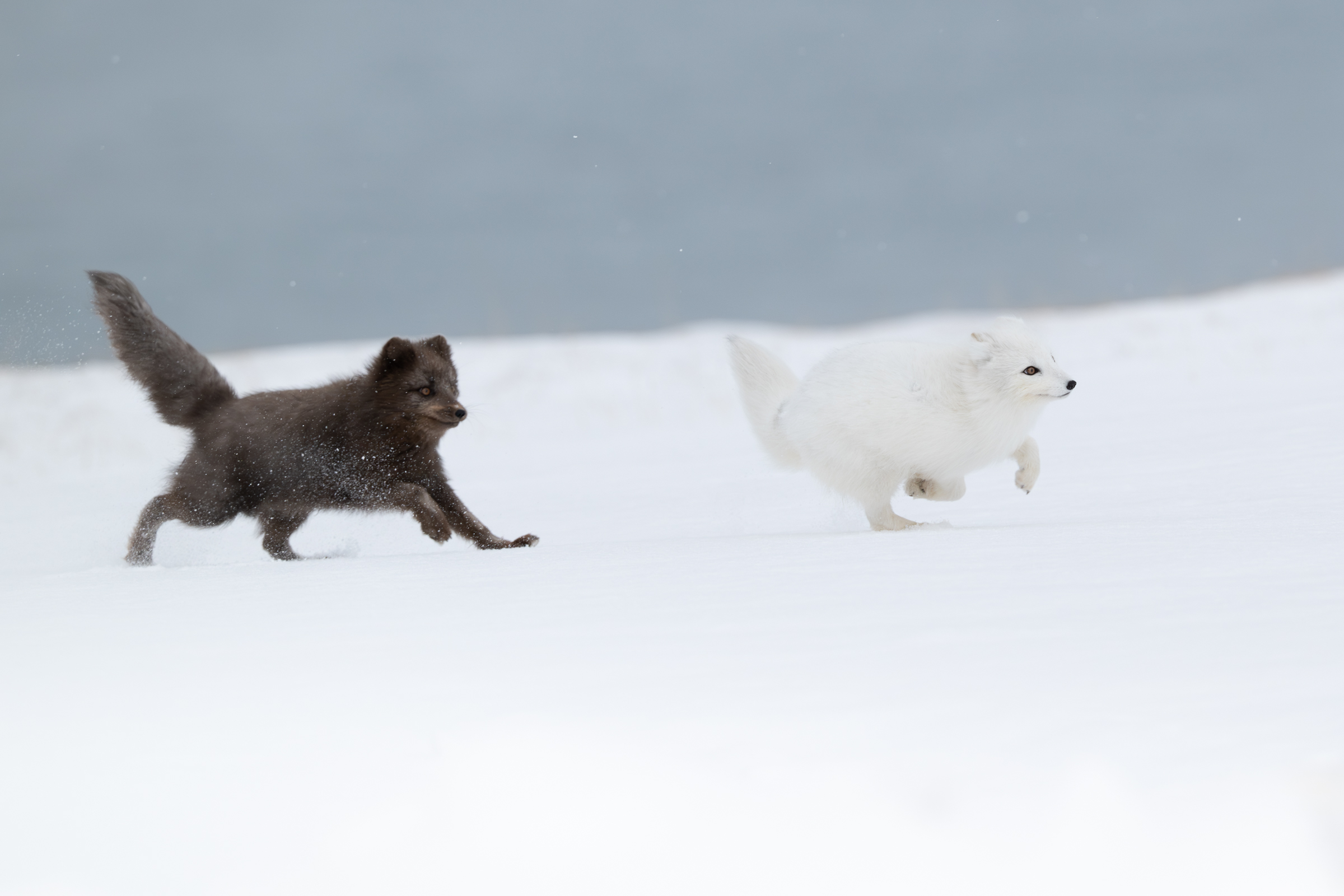 arctic-fox_22-1