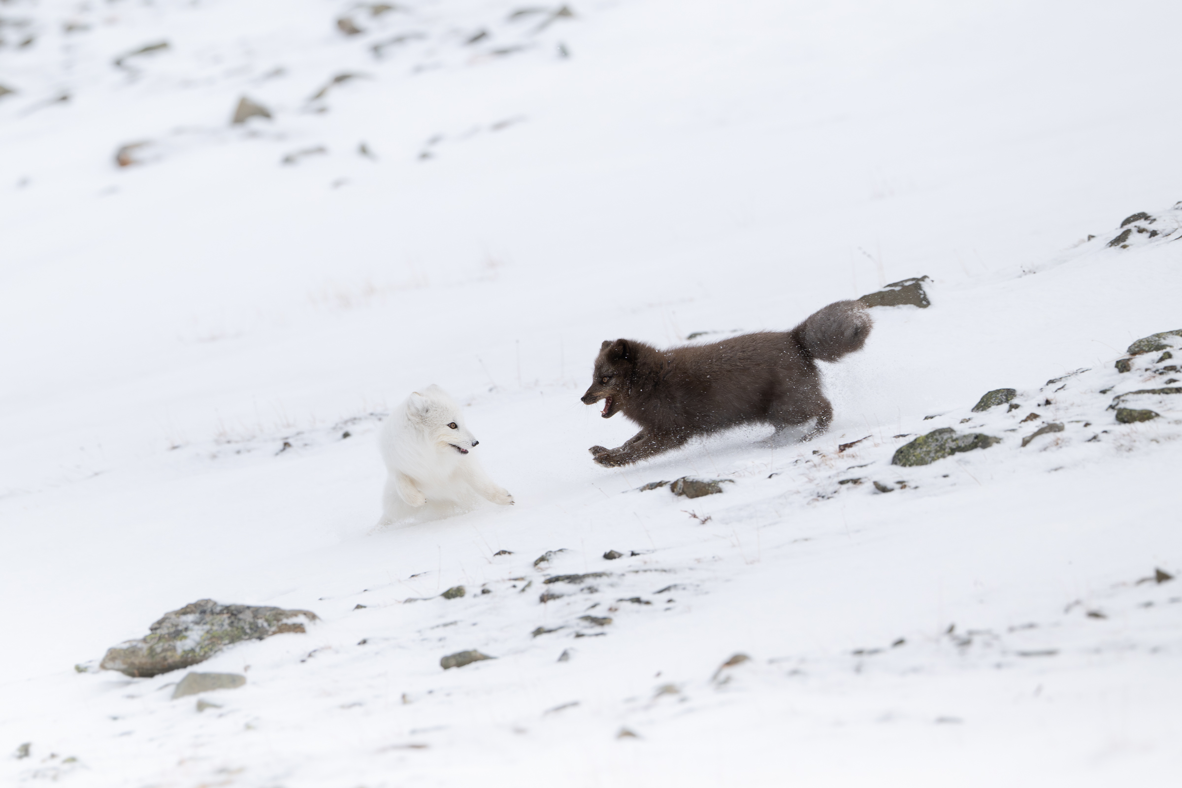 arctic-fox_27-1