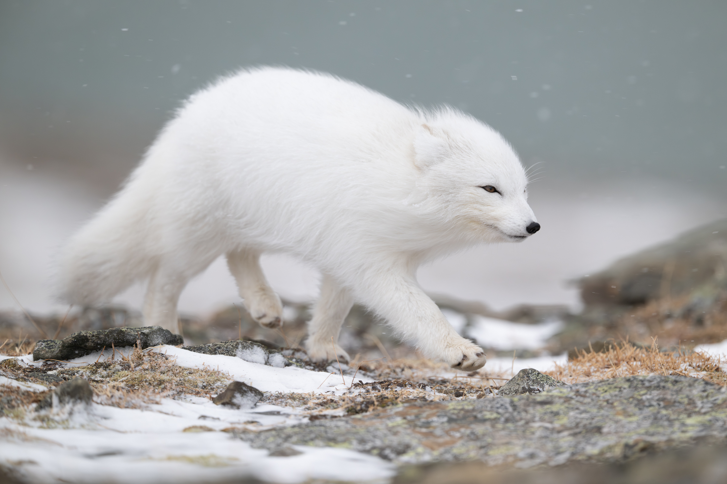 arctic-fox_29-1