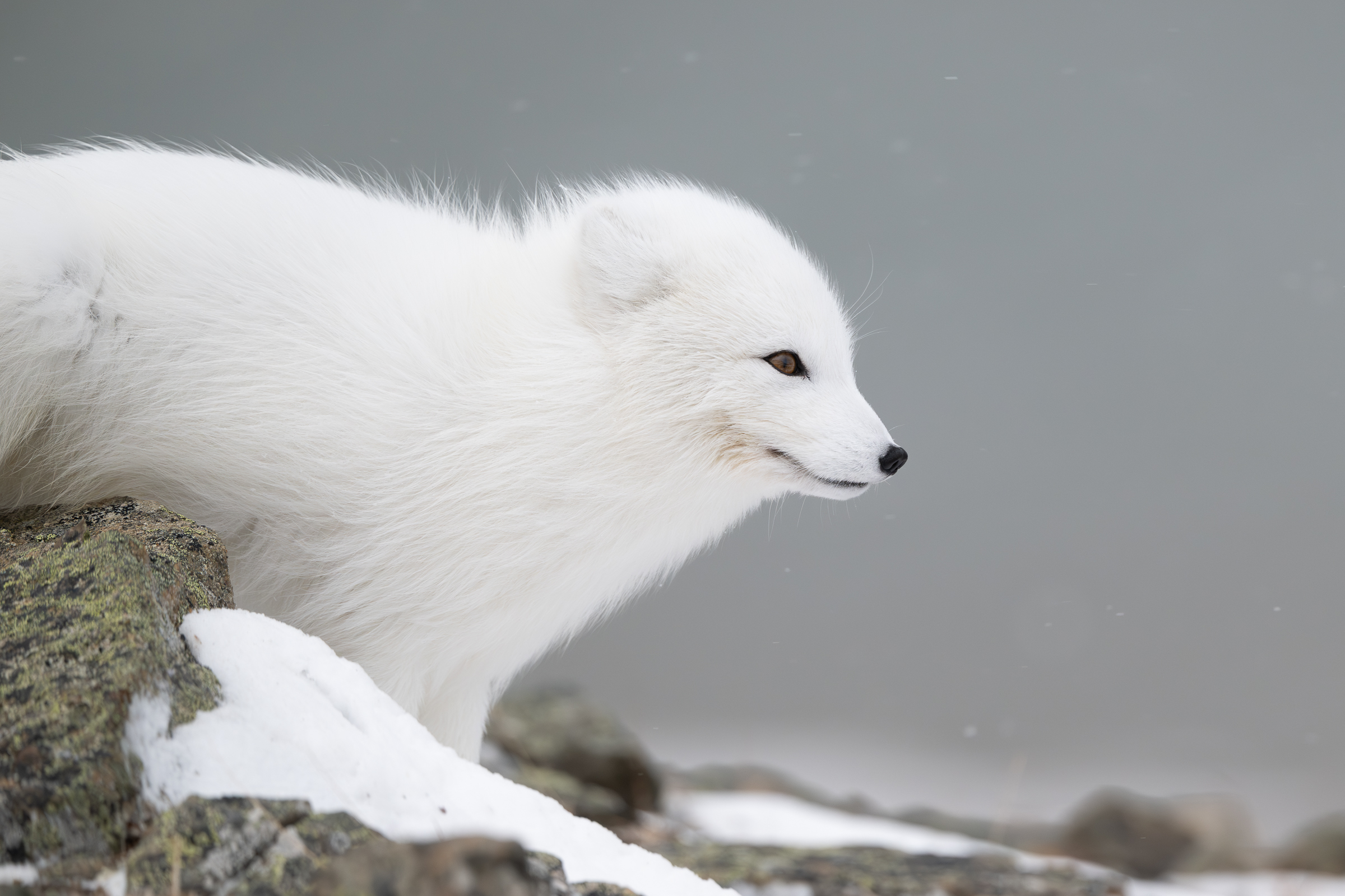 arctic-fox_30-1