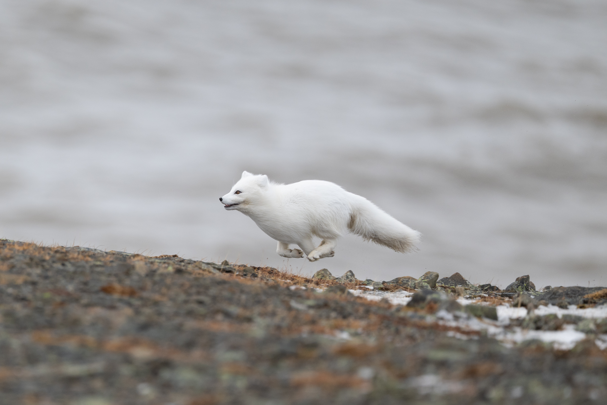 arctic-fox_32-1