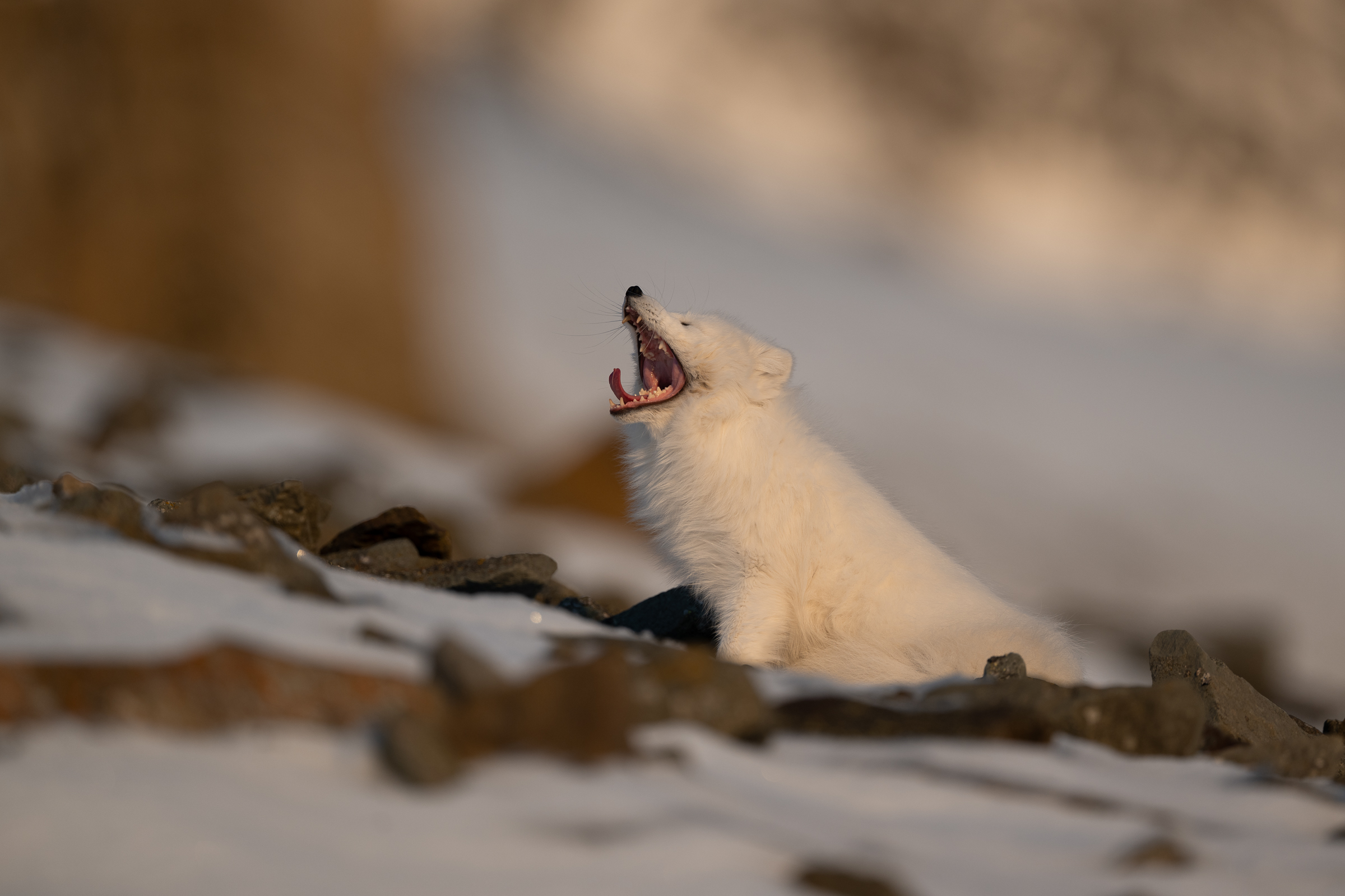 arctic-fox_33-1