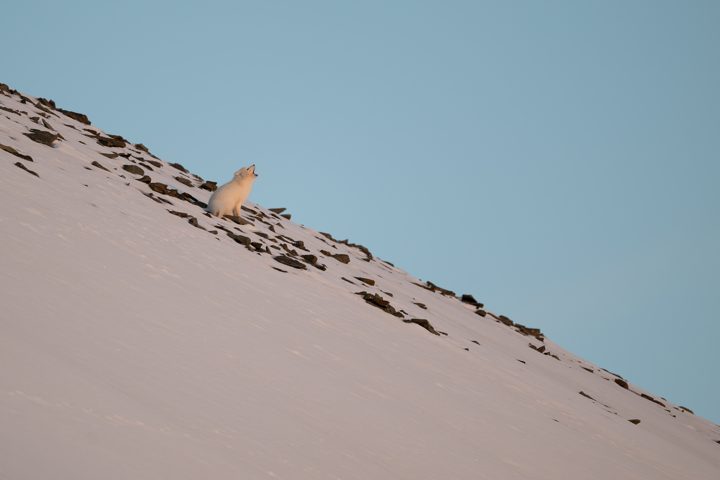 arctic-fox_34-1