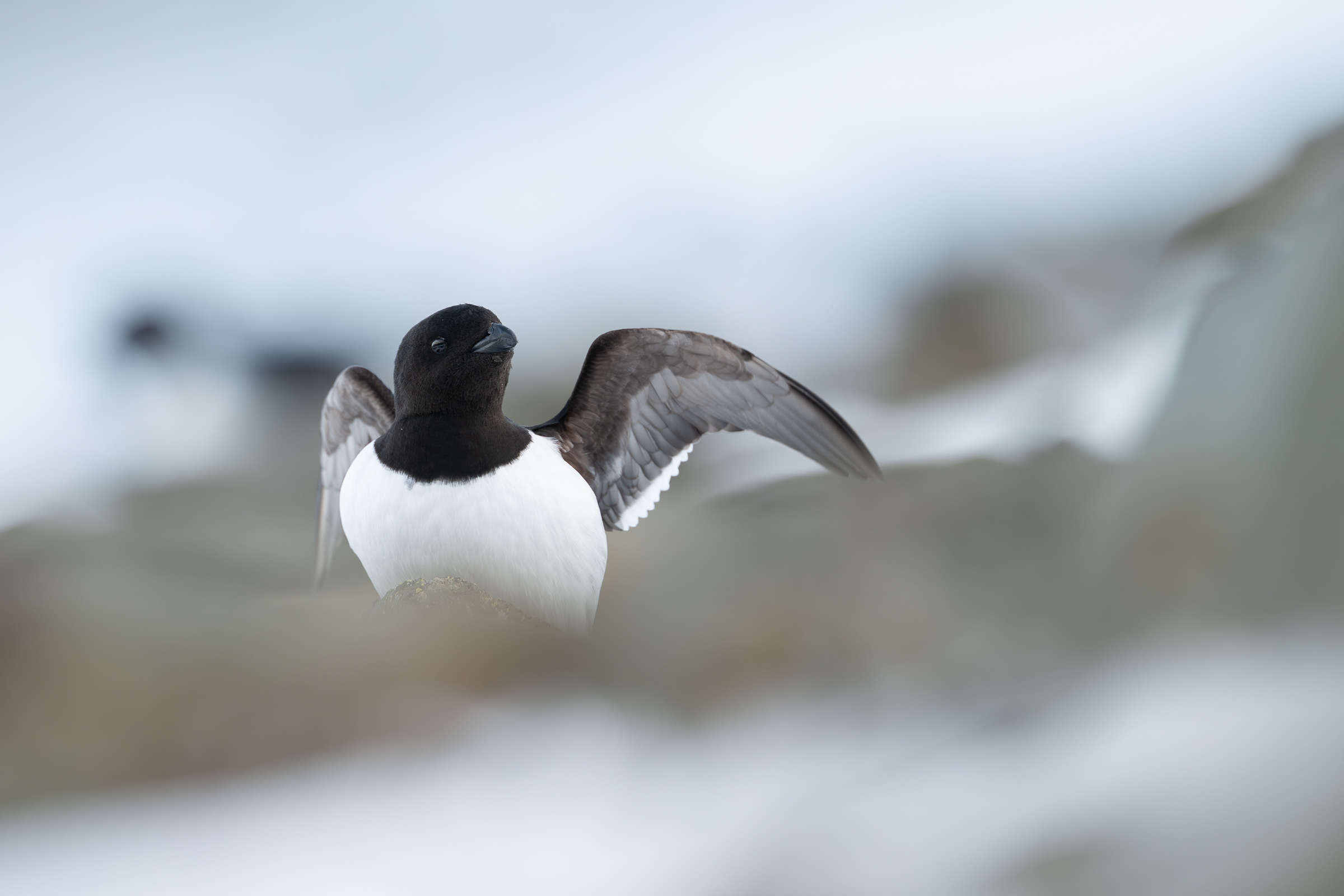littleauk_w_02