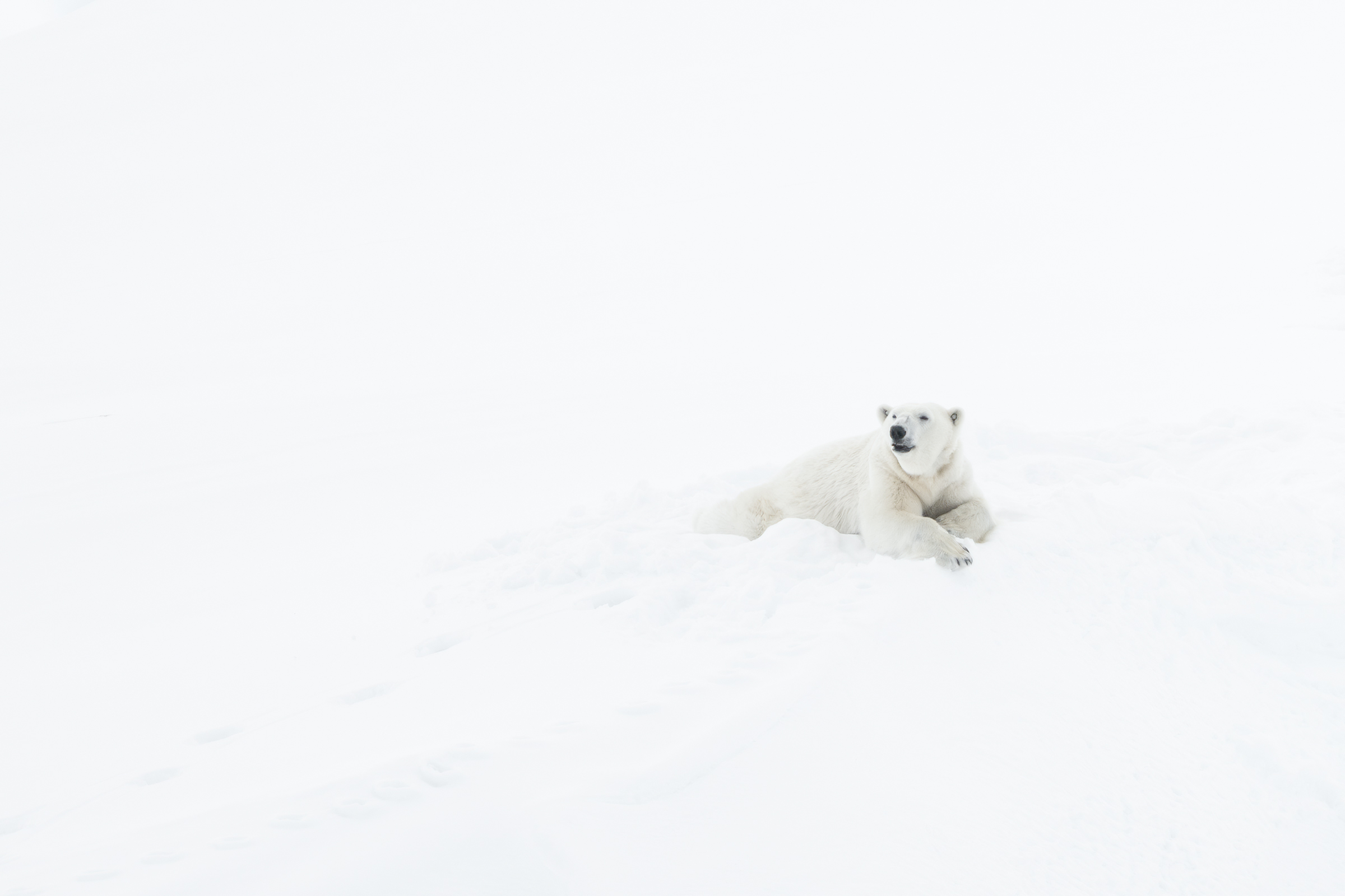 polar-bear
