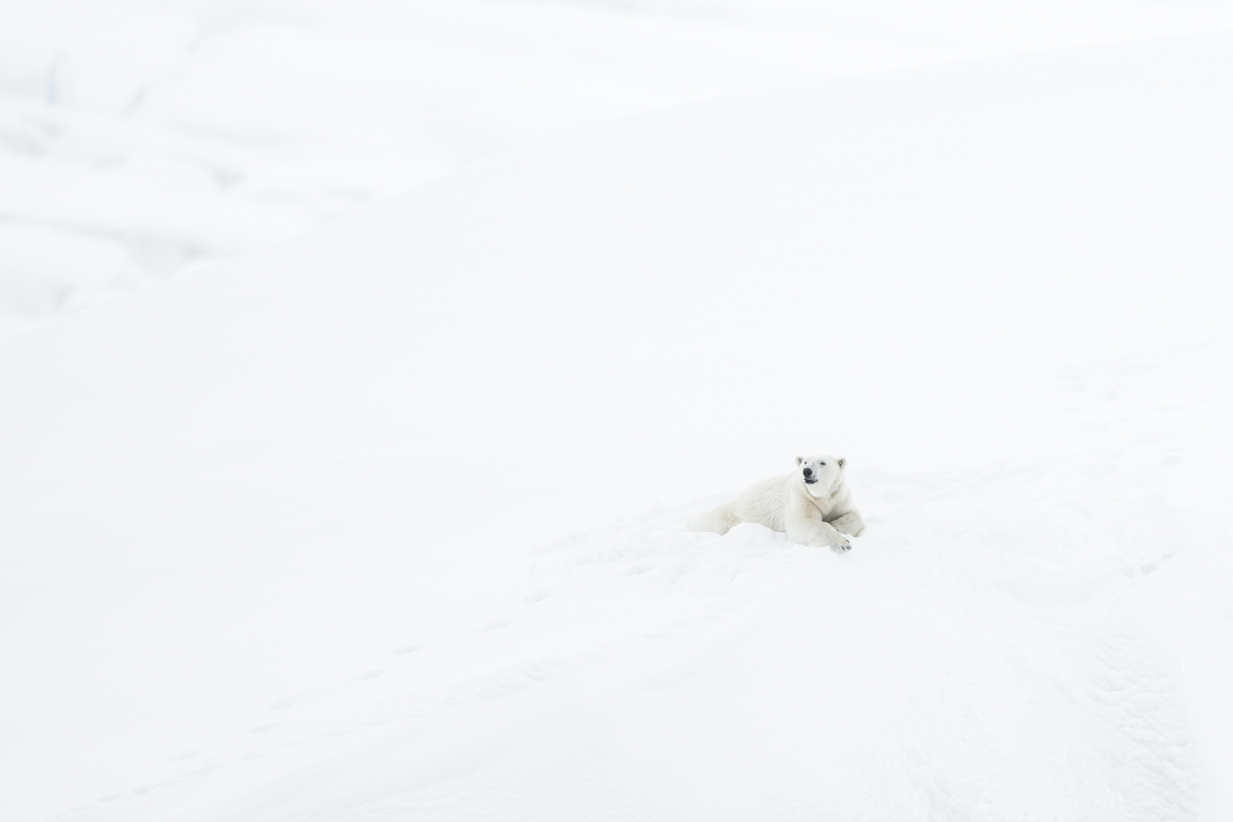 polar-bear_s_01