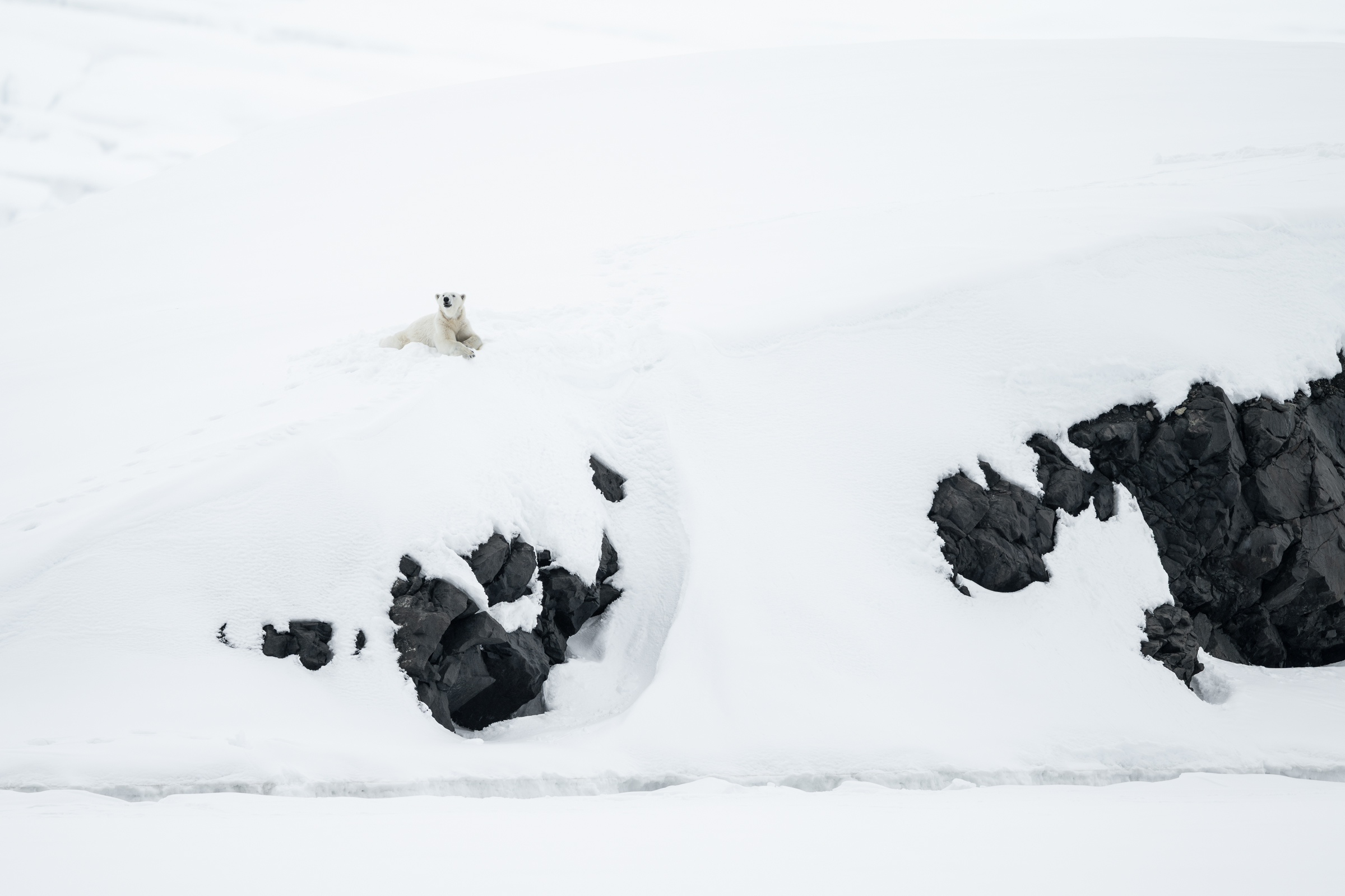 polar-bear_s_02
