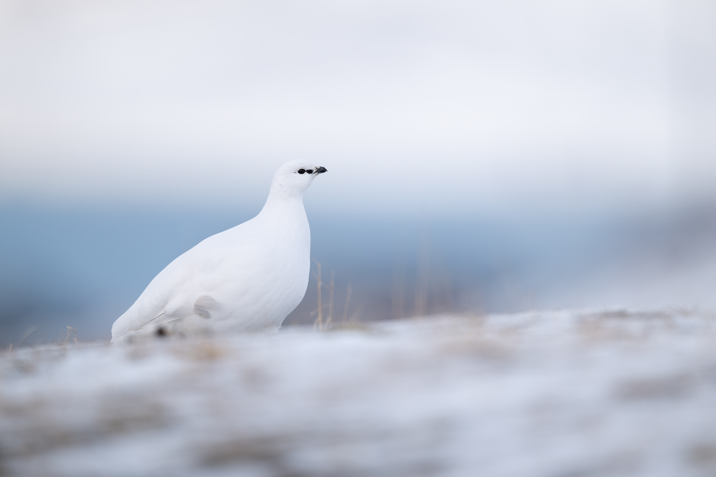 ptarmigan_w_01