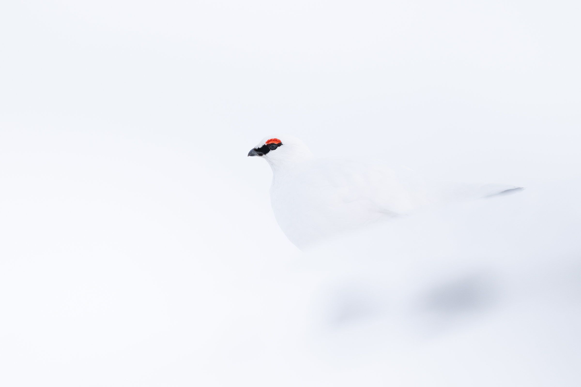 ptarmigan_w_02
