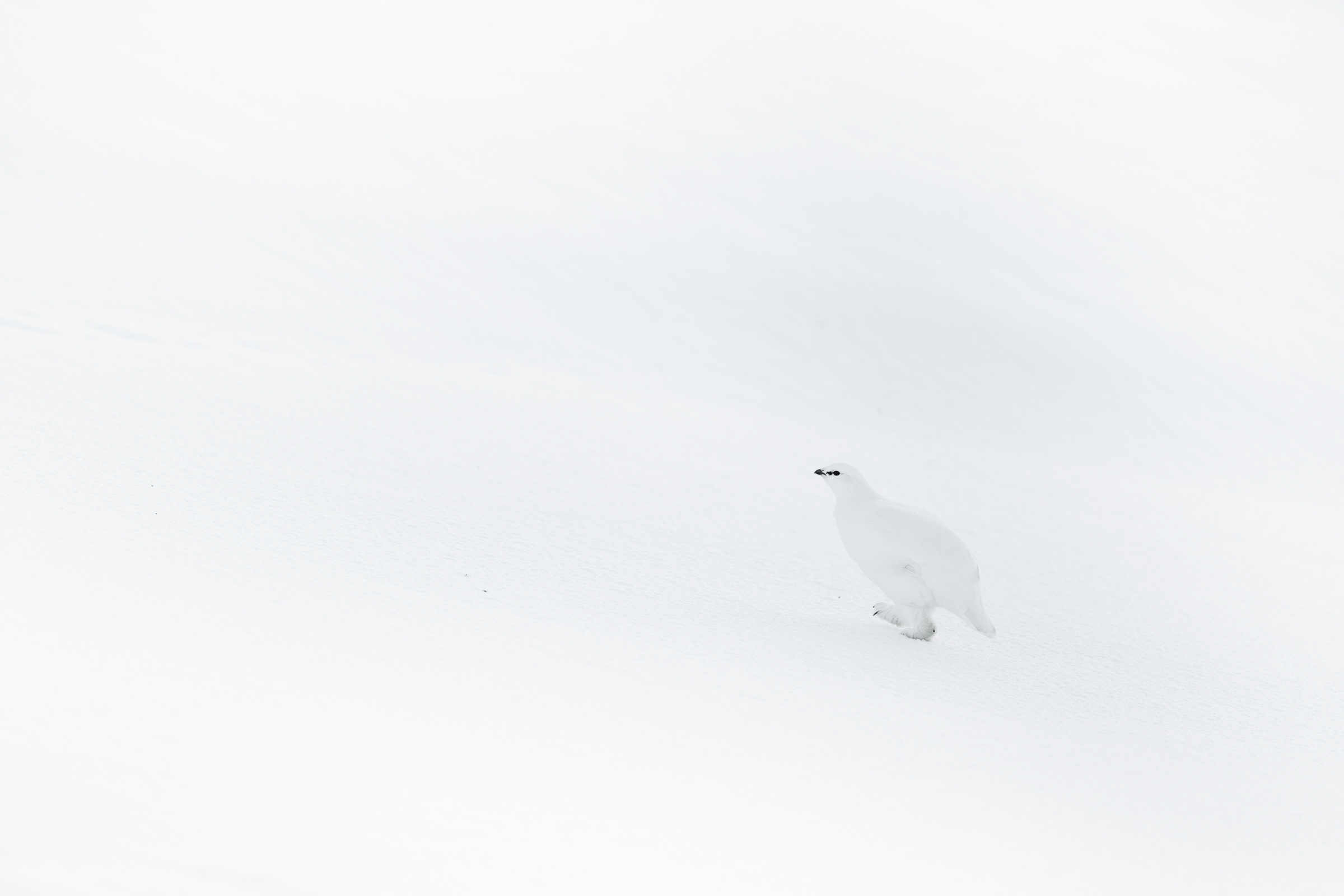 ptarmigan_w_03