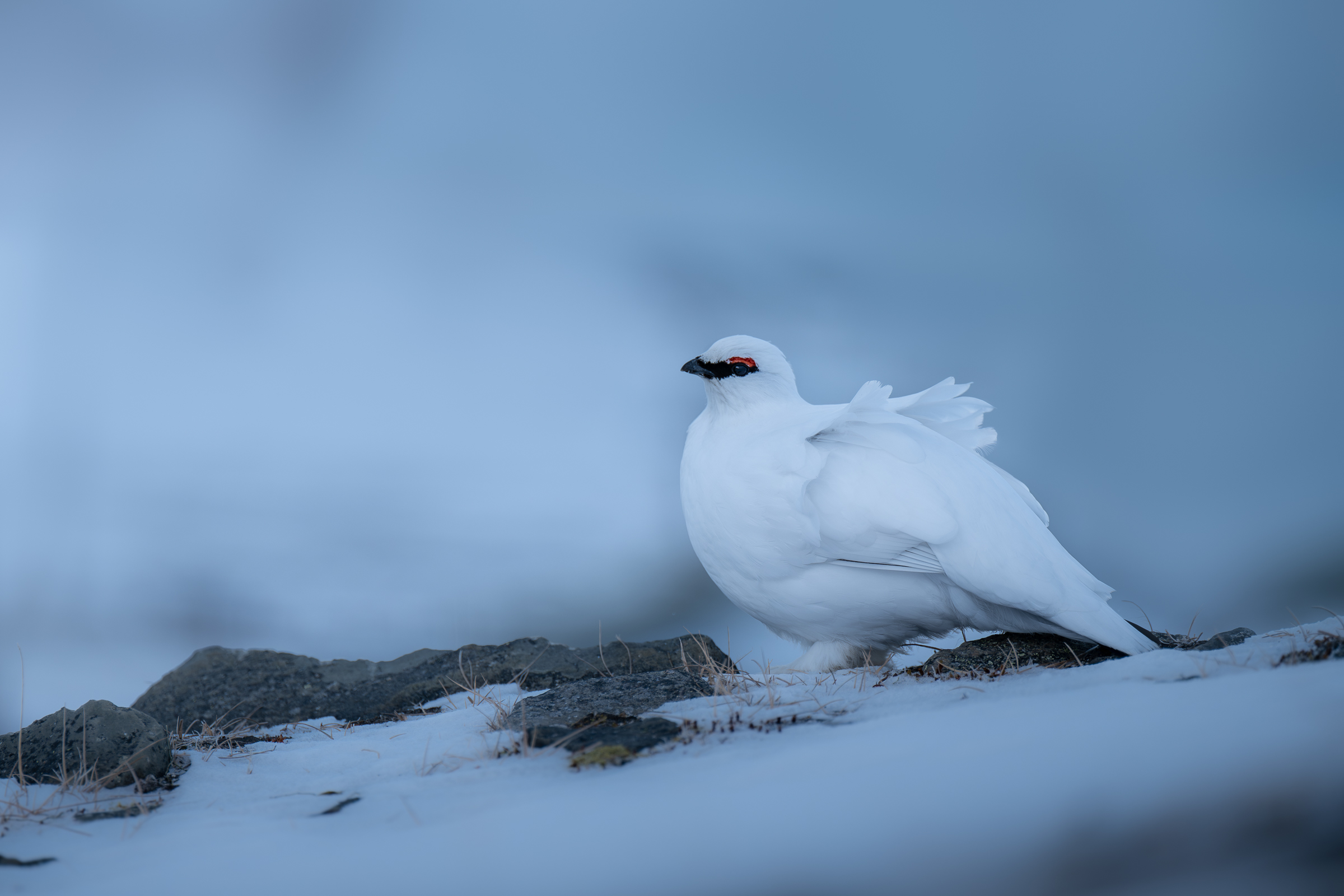 ptarmigan_w_04-
