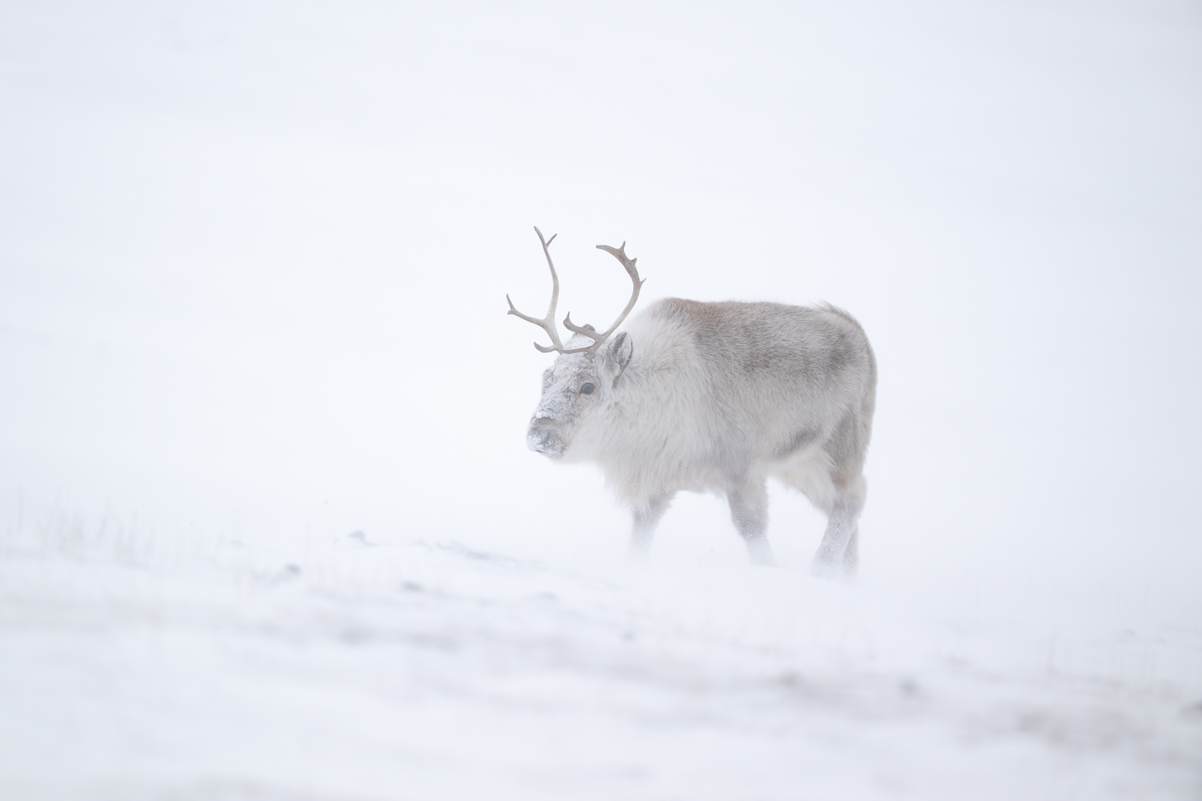 reindeer_w_01