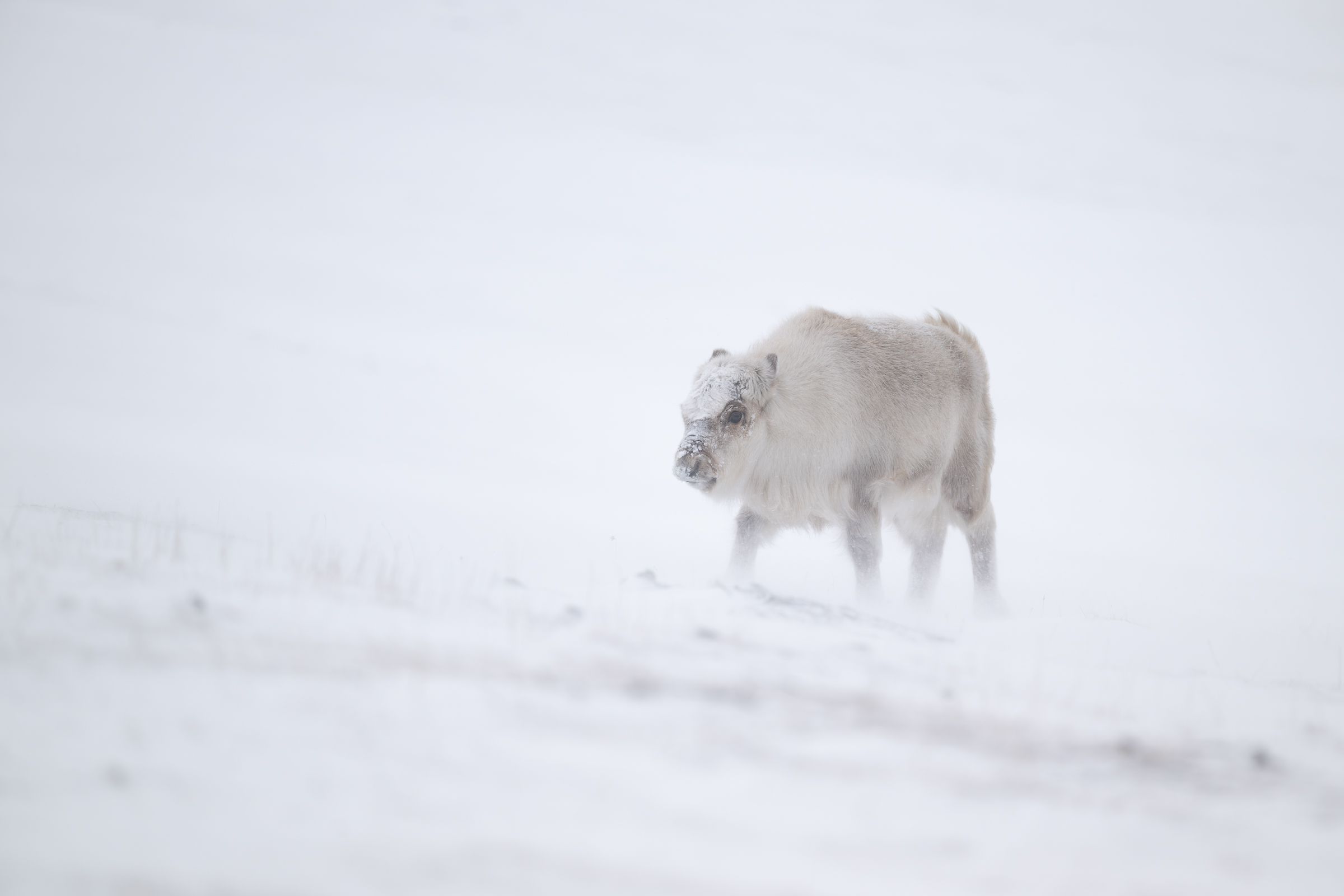 reindeer_w_02
