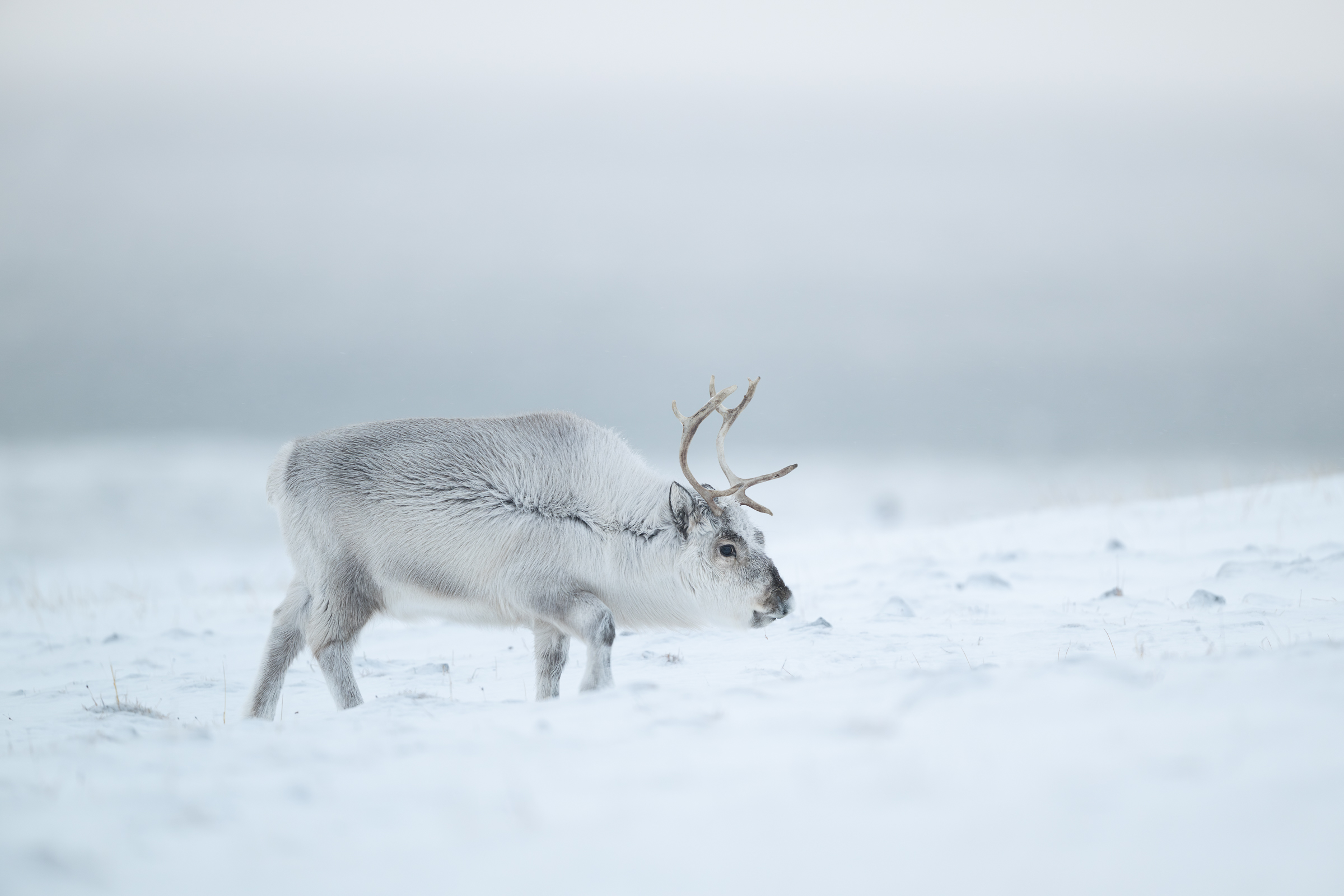 reindeer_w_03