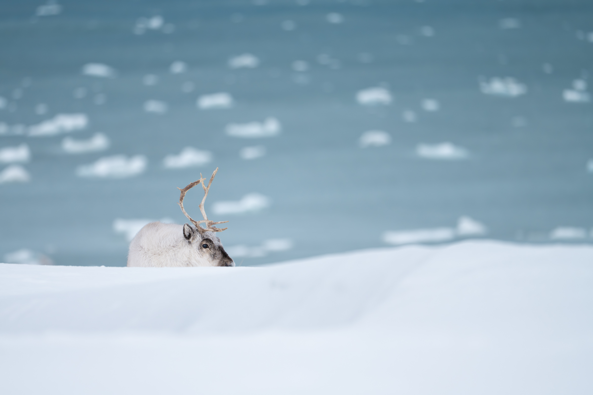 reindeer_w_05
