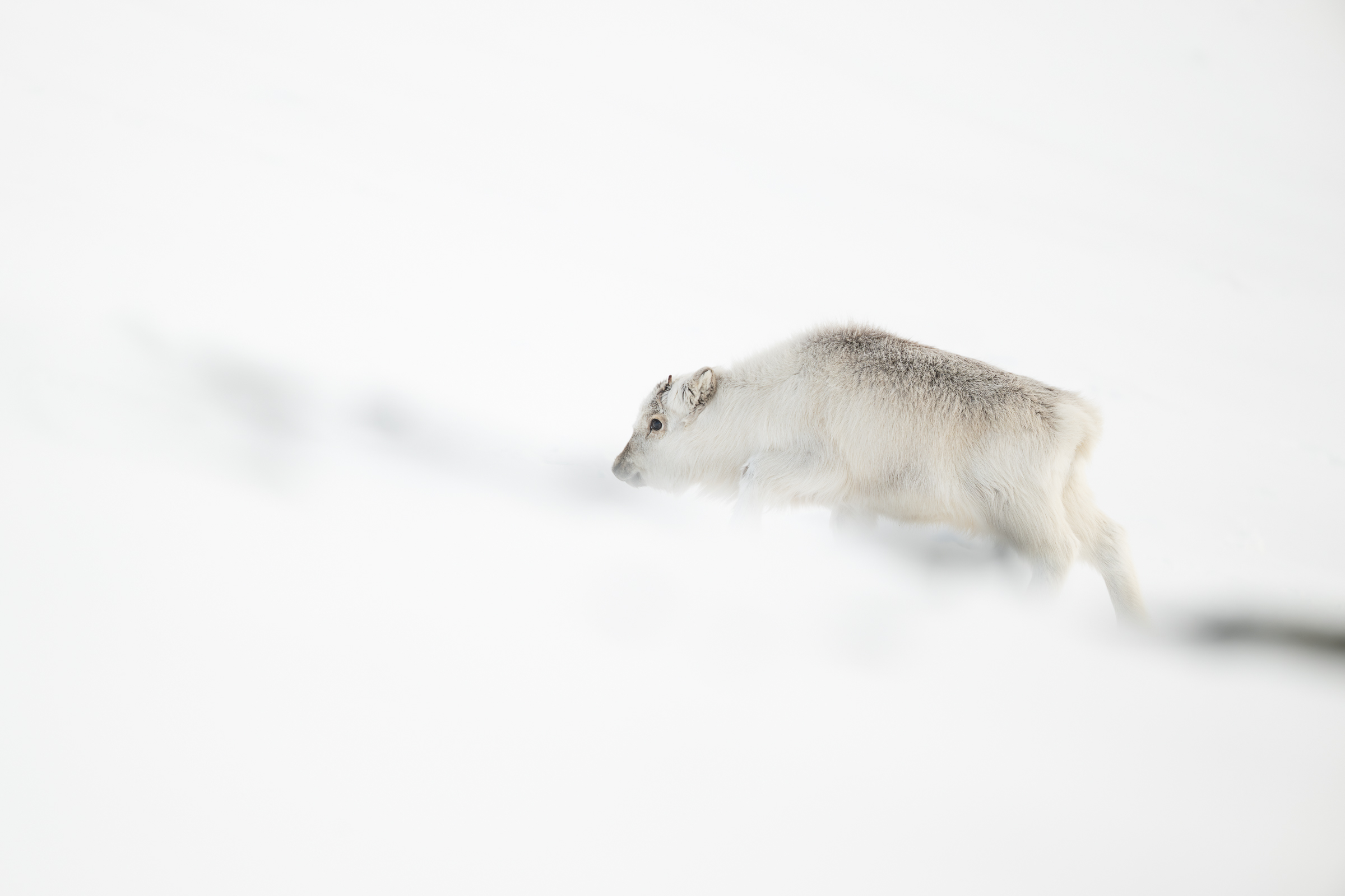 reindeer_w_07