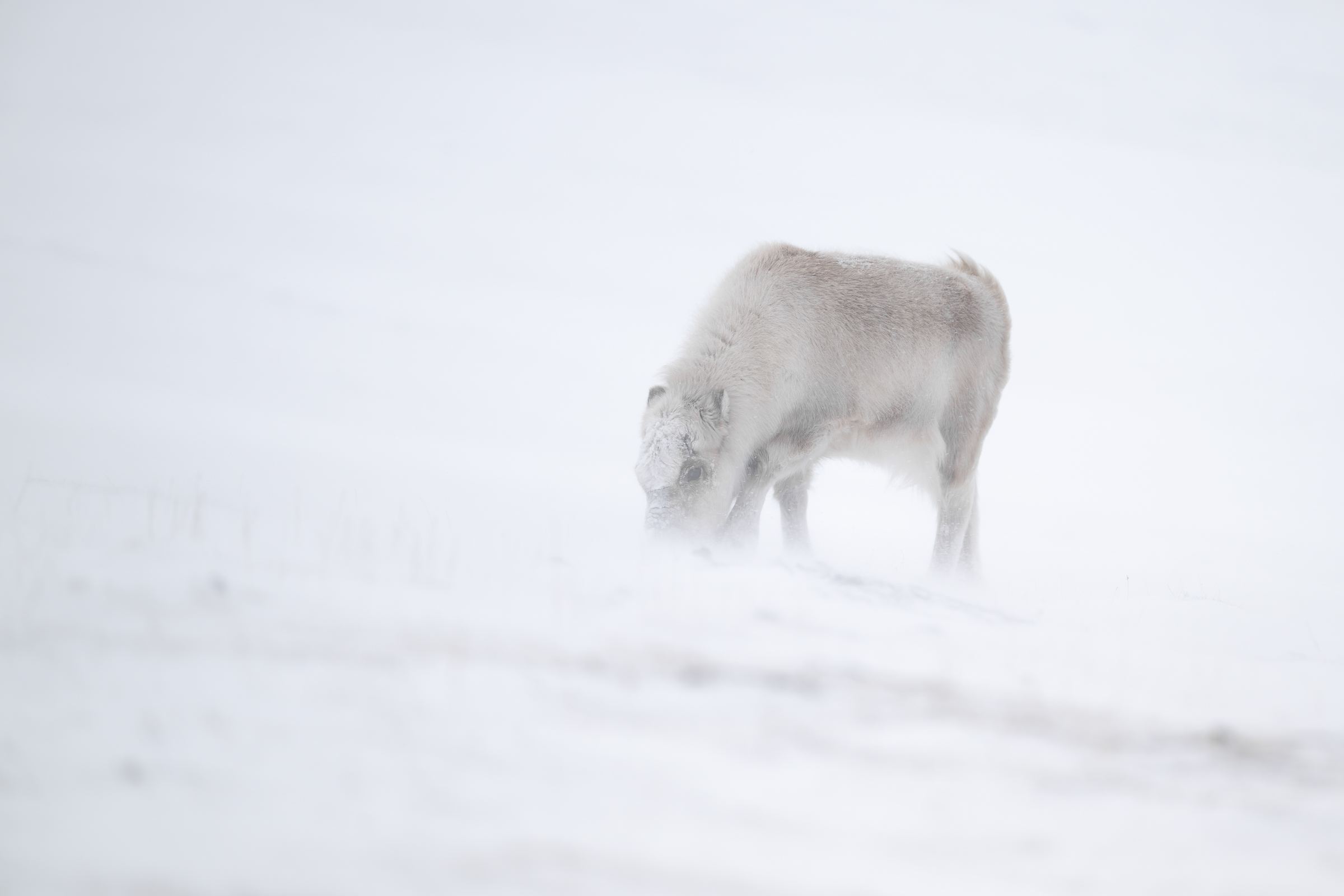 reindeer_w_09