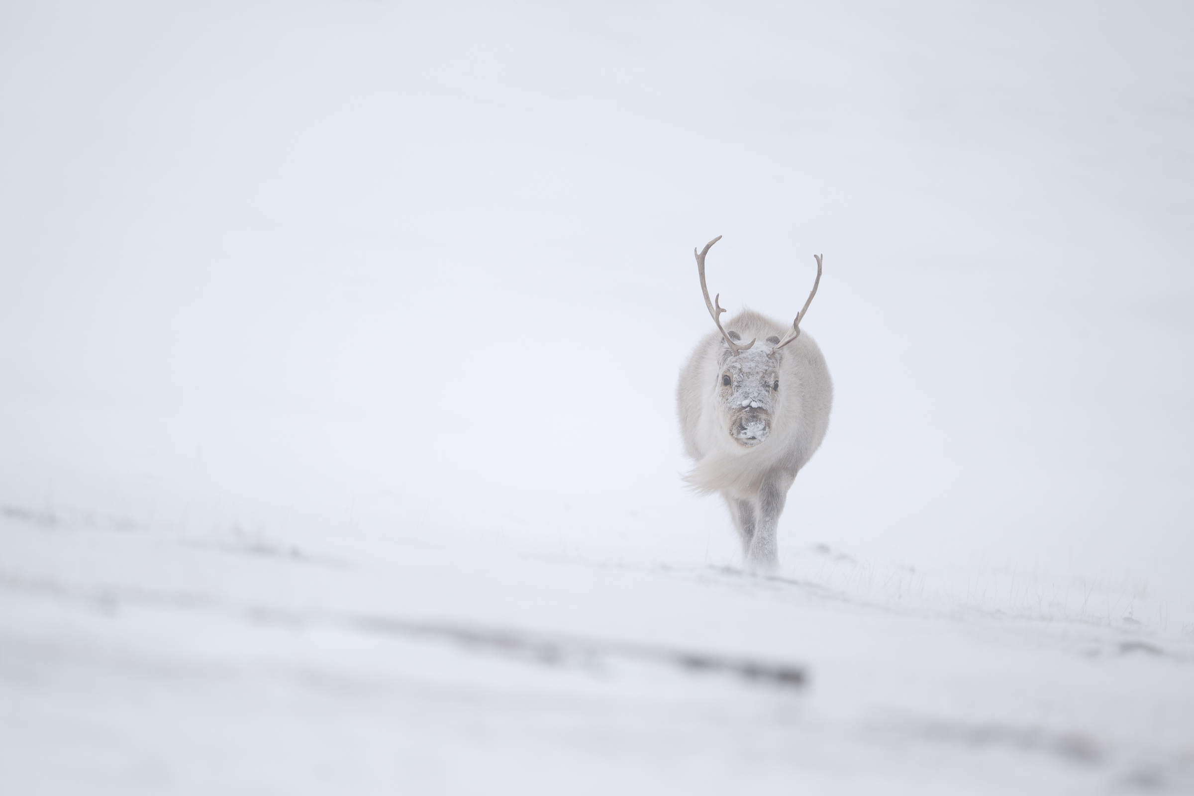 reindeer_w_10