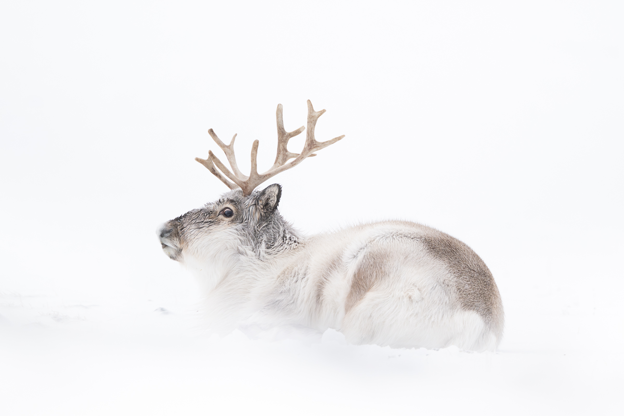 svalbard-reindeer_w_01