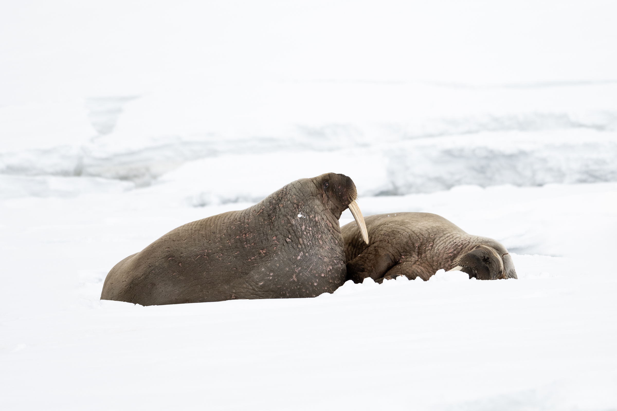 walrus_s_03