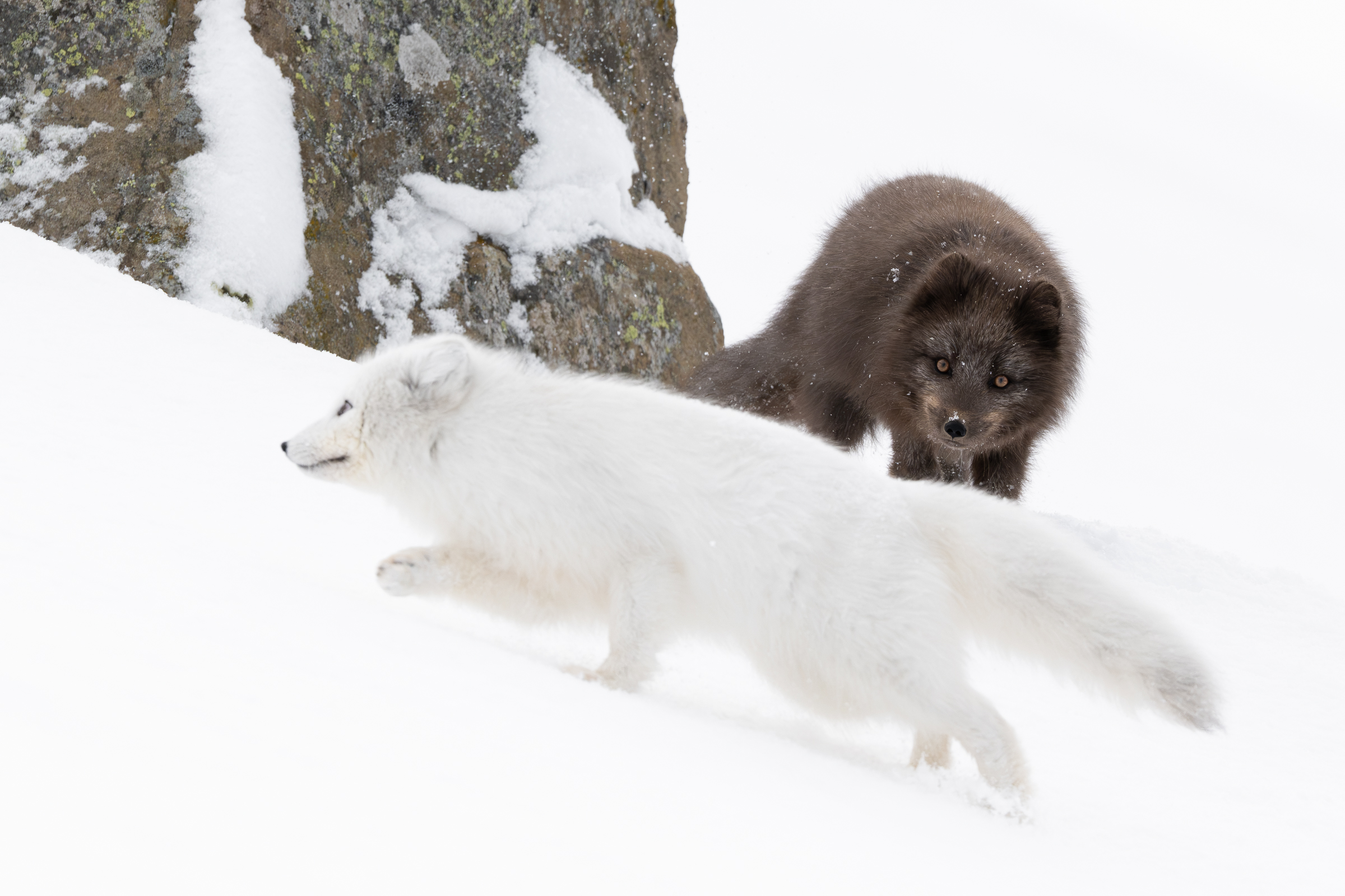 arctic-fox_svalbard-winter_01