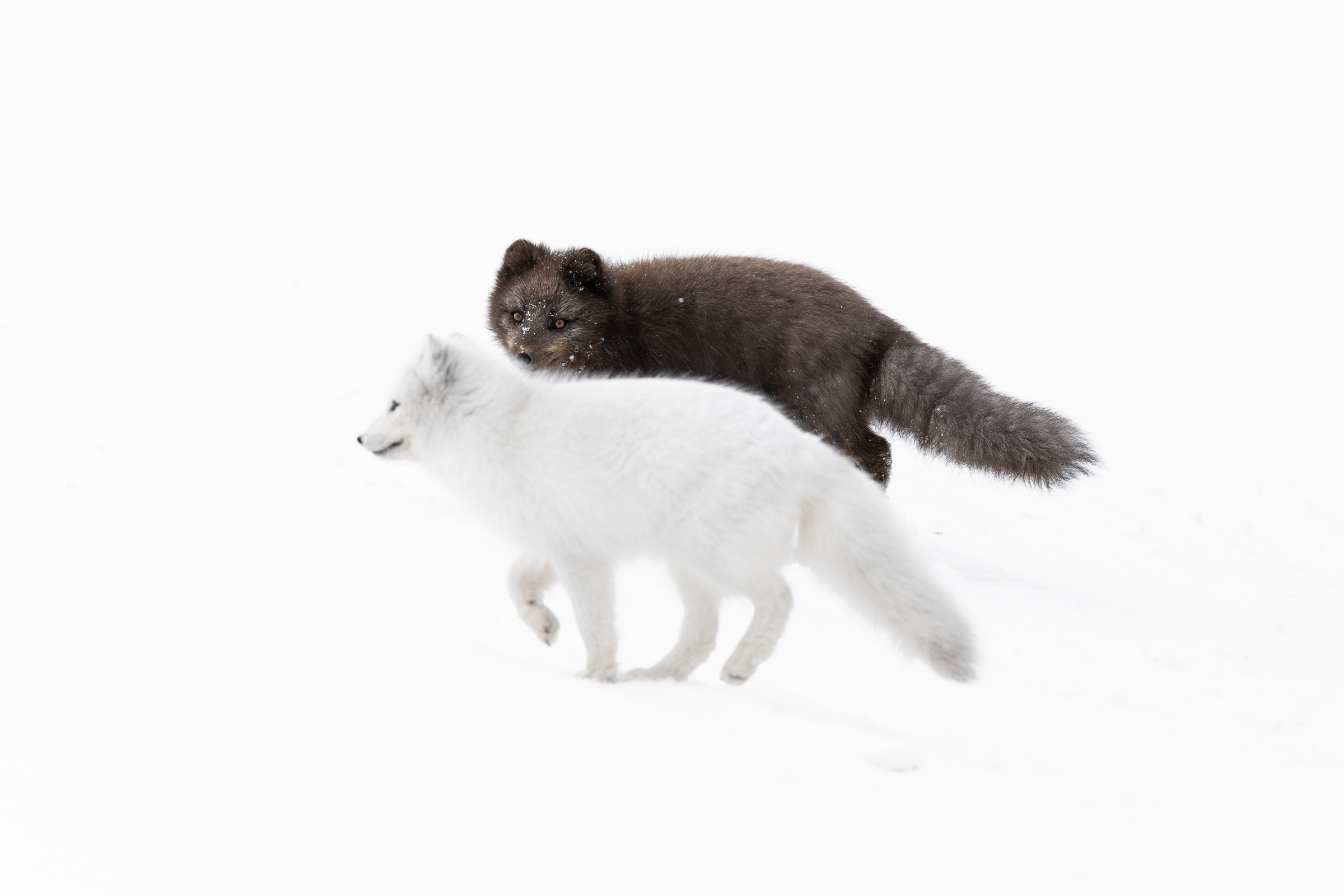 arctic-fox_svalbard-winter_02