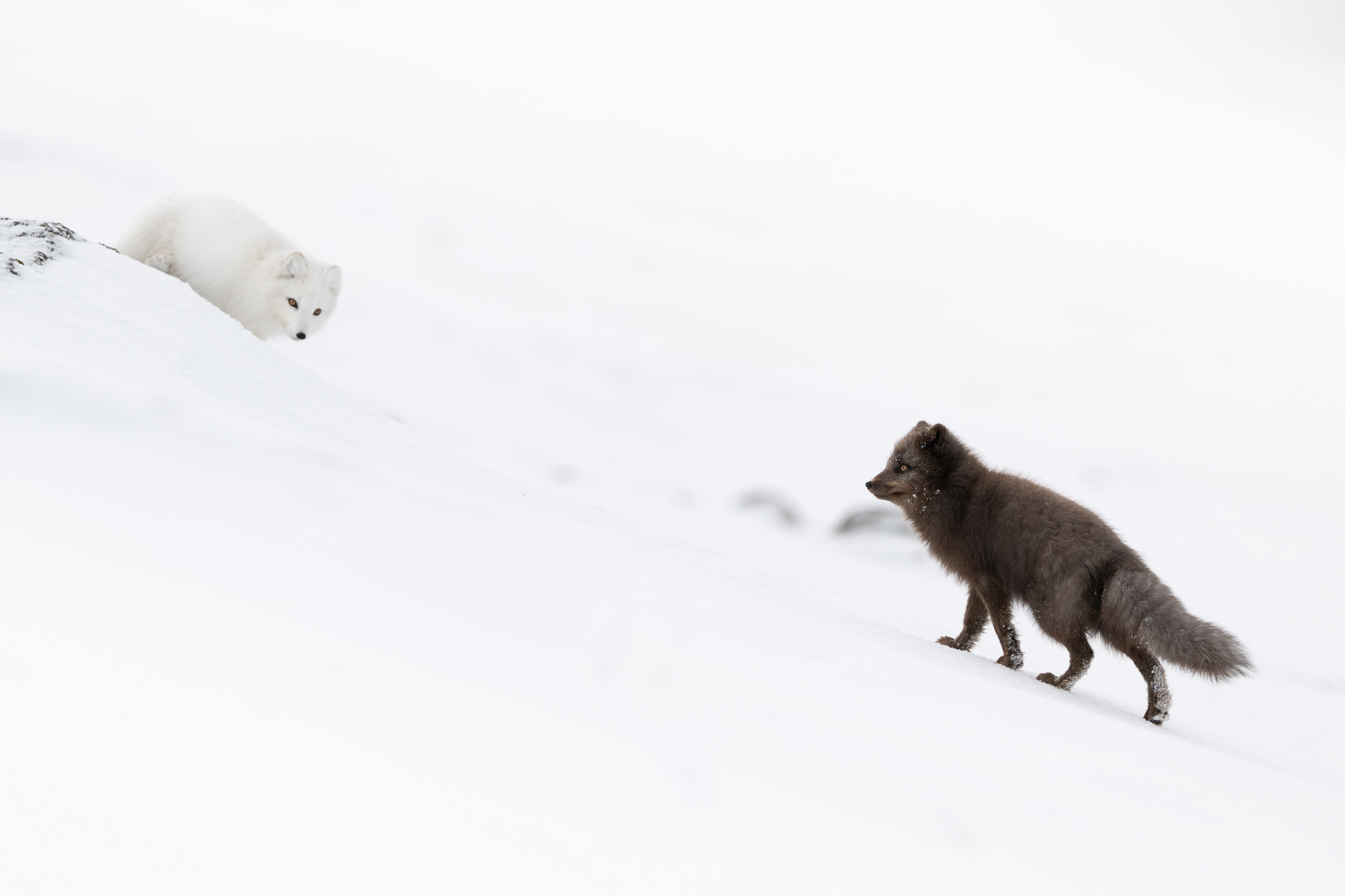 arctic-fox_svalbard-winter_03