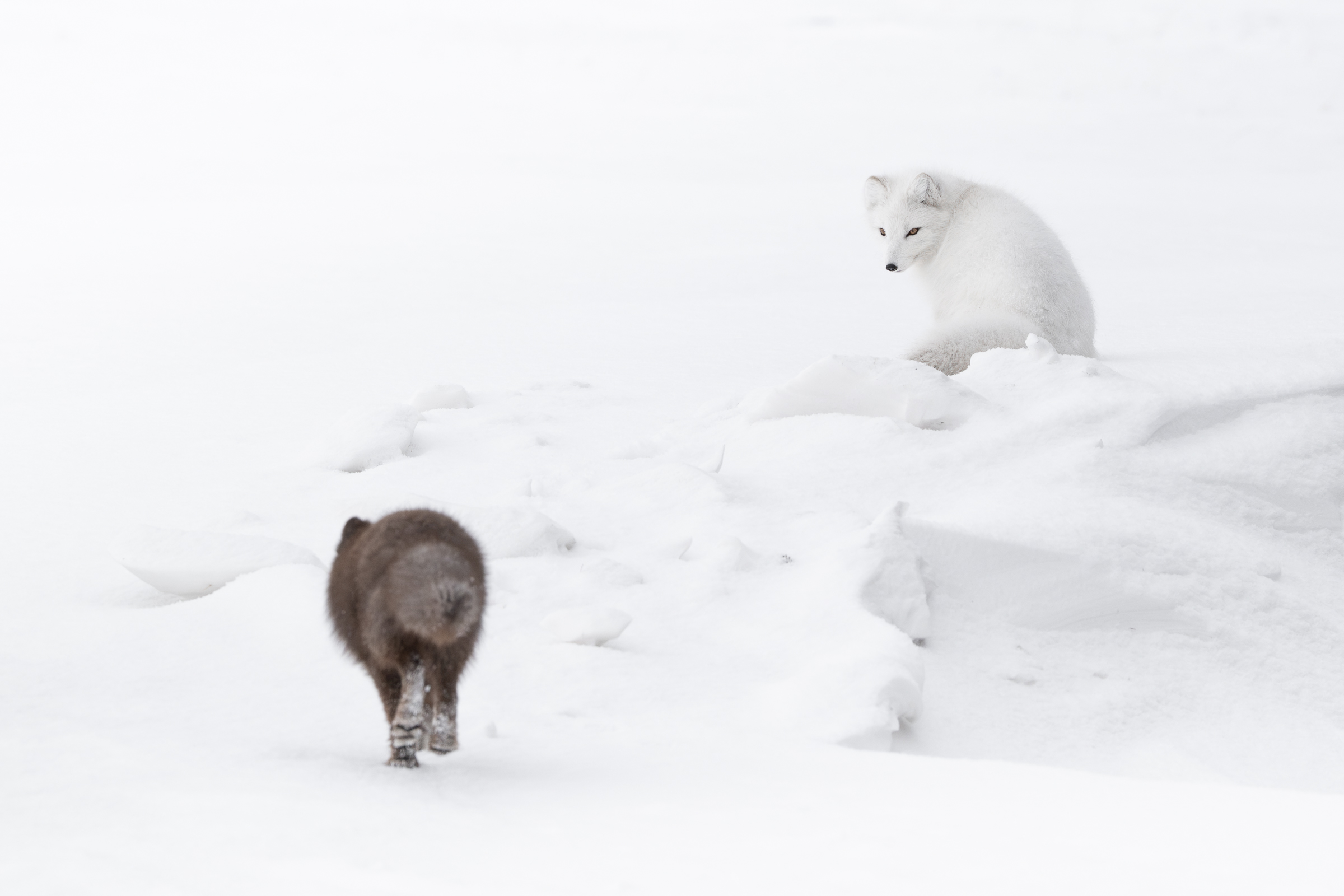 arctic-fox_svalbard-winter_04