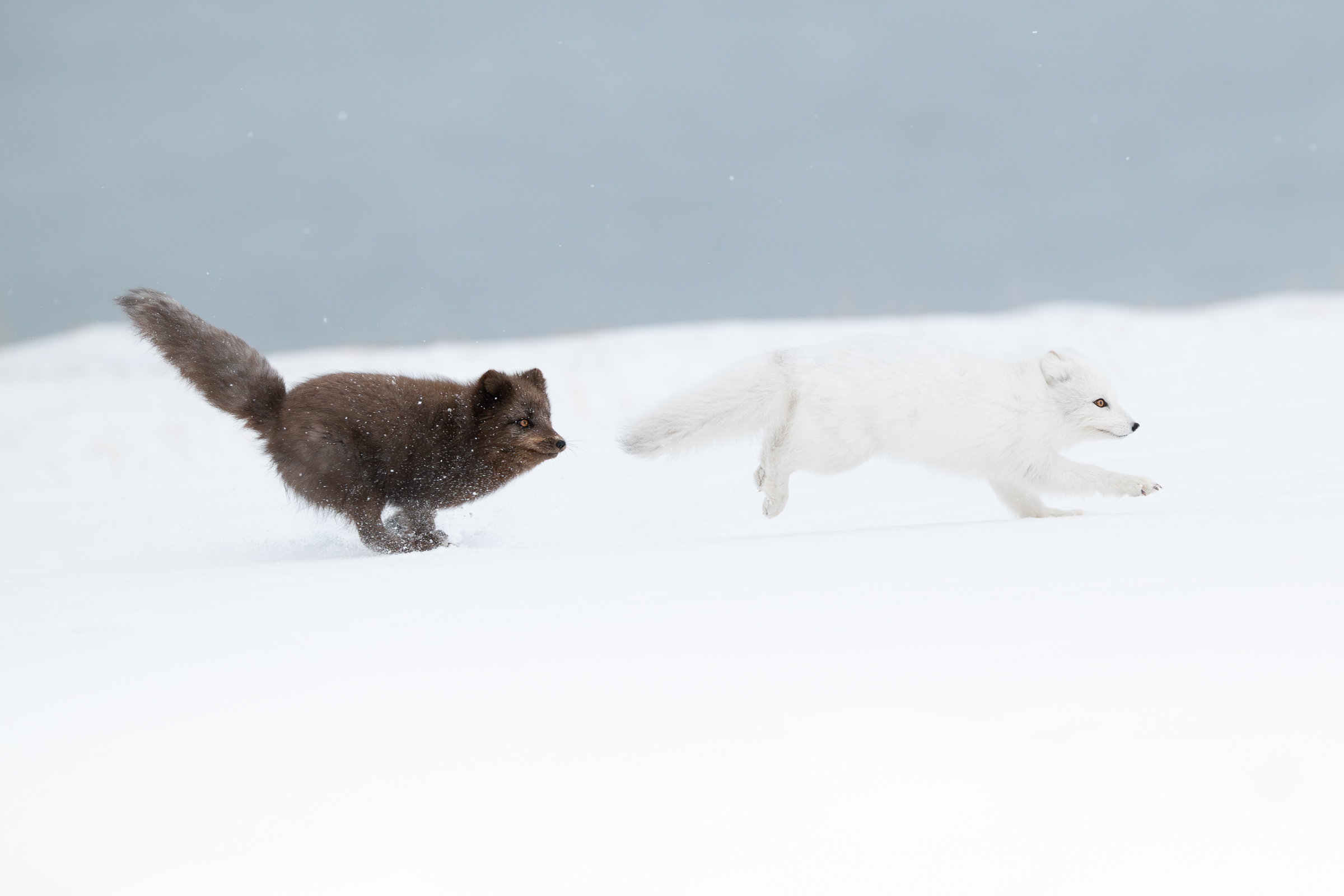 arctic-fox_svalbard-winter_05