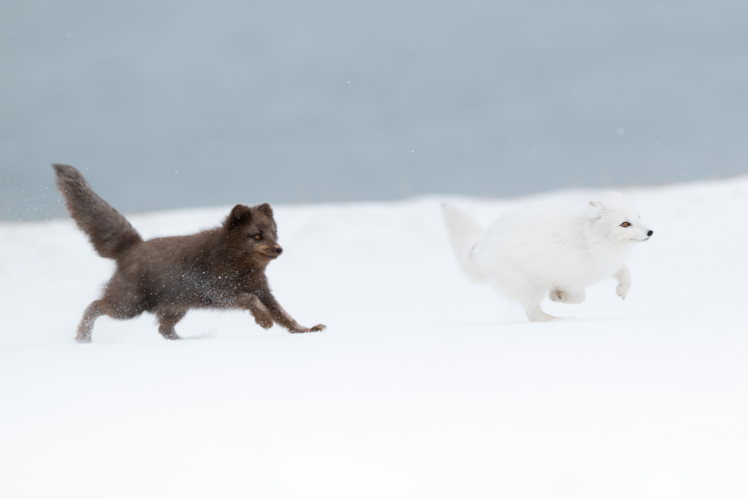 arctic-fox_svalbard-winter_06